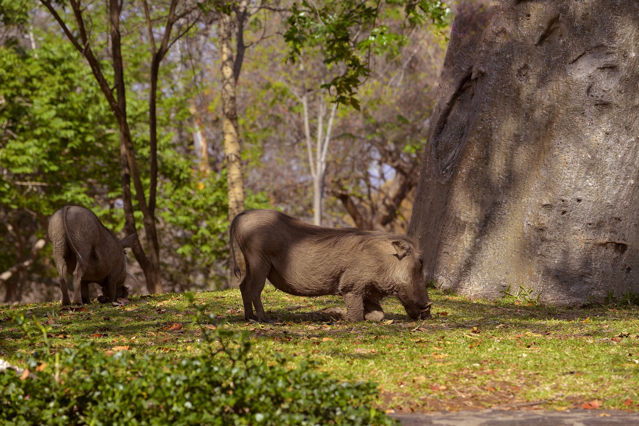 Victoria falls - facoceri