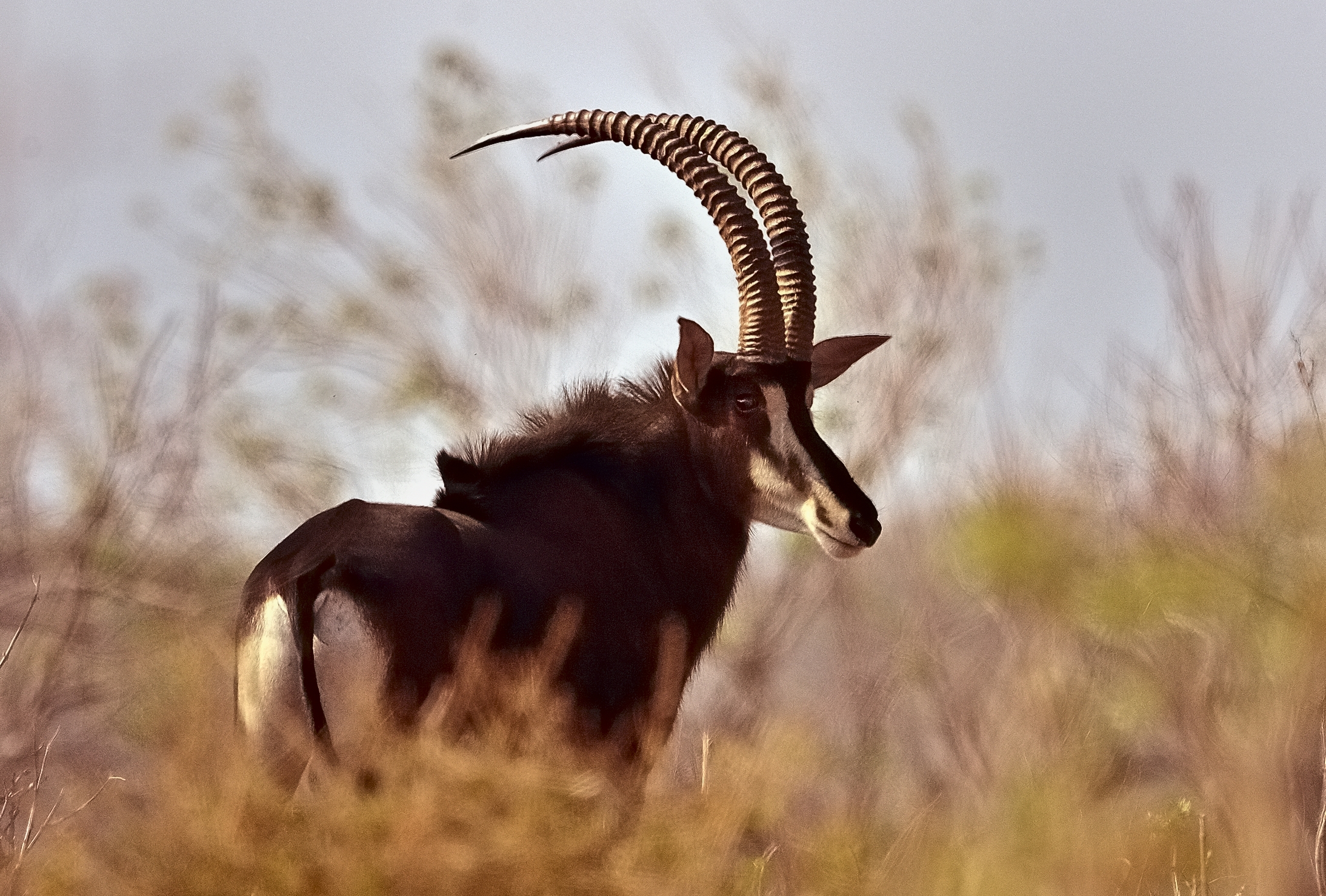 Chobe - sable antelope
