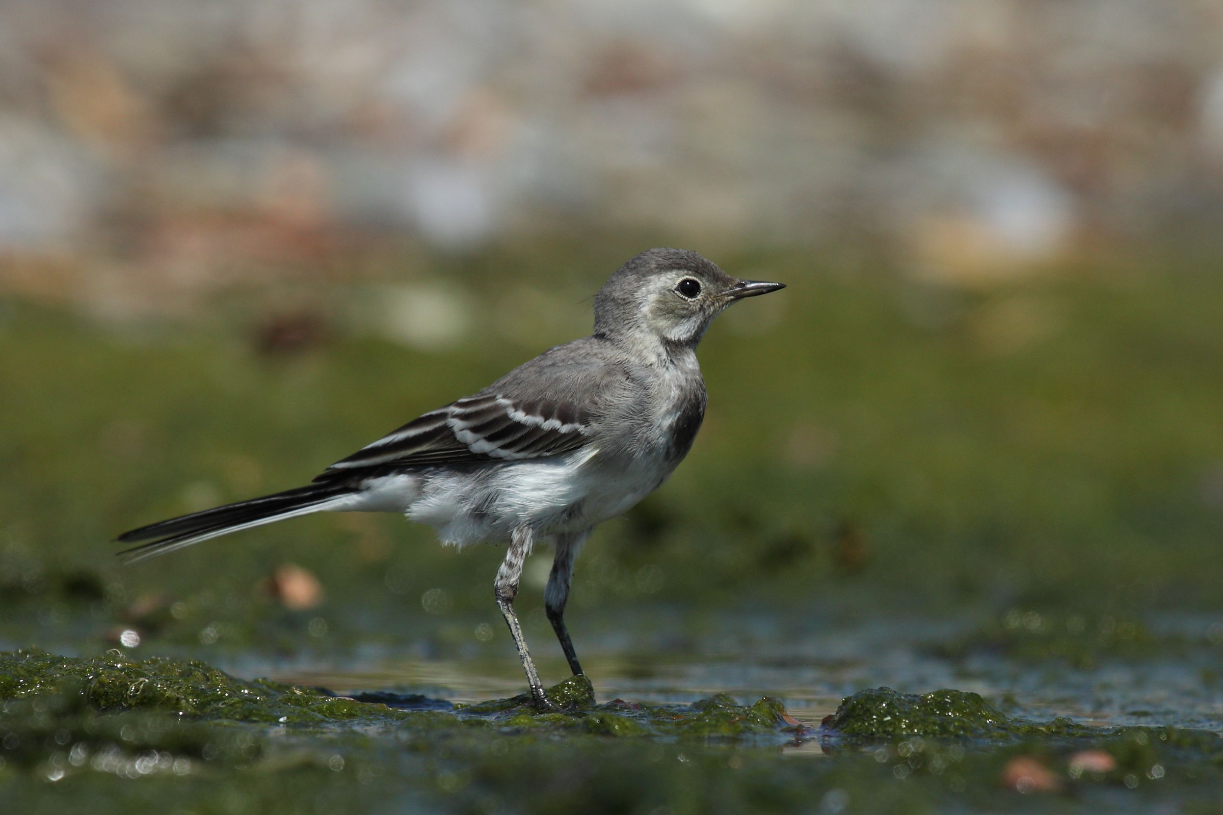 White Wagtail