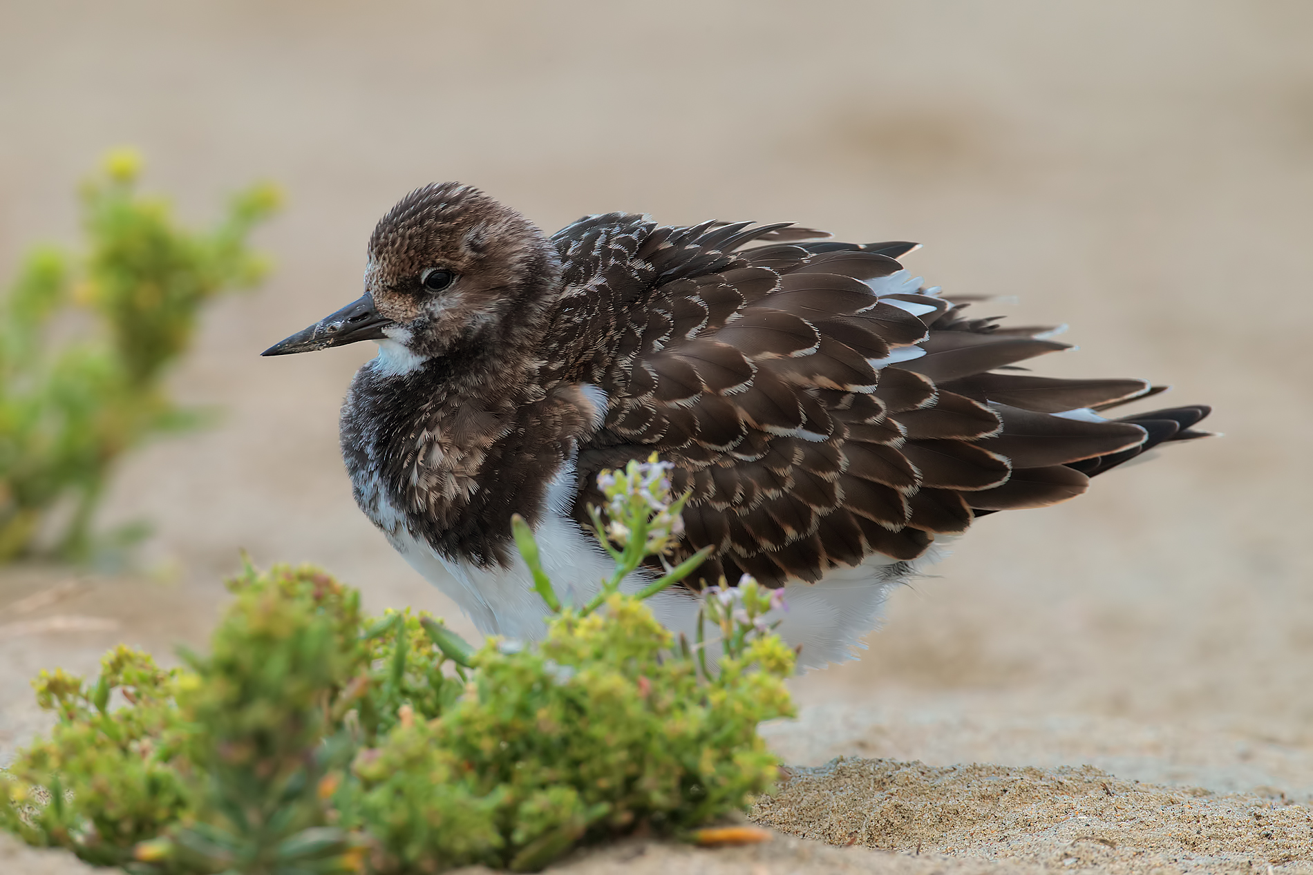 Voltapietre infreddolito