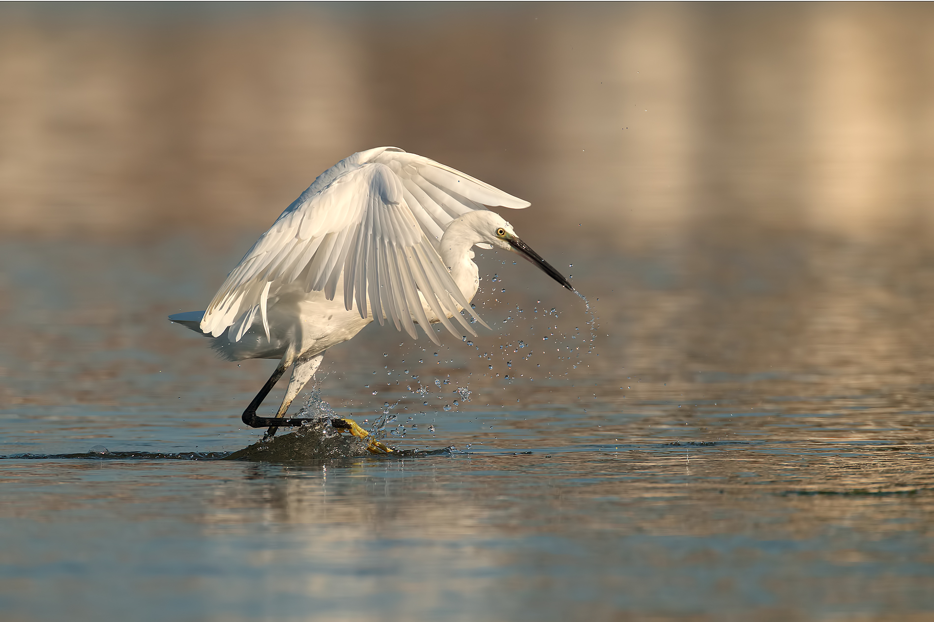 Gocce d'acqua e passi di danza......
