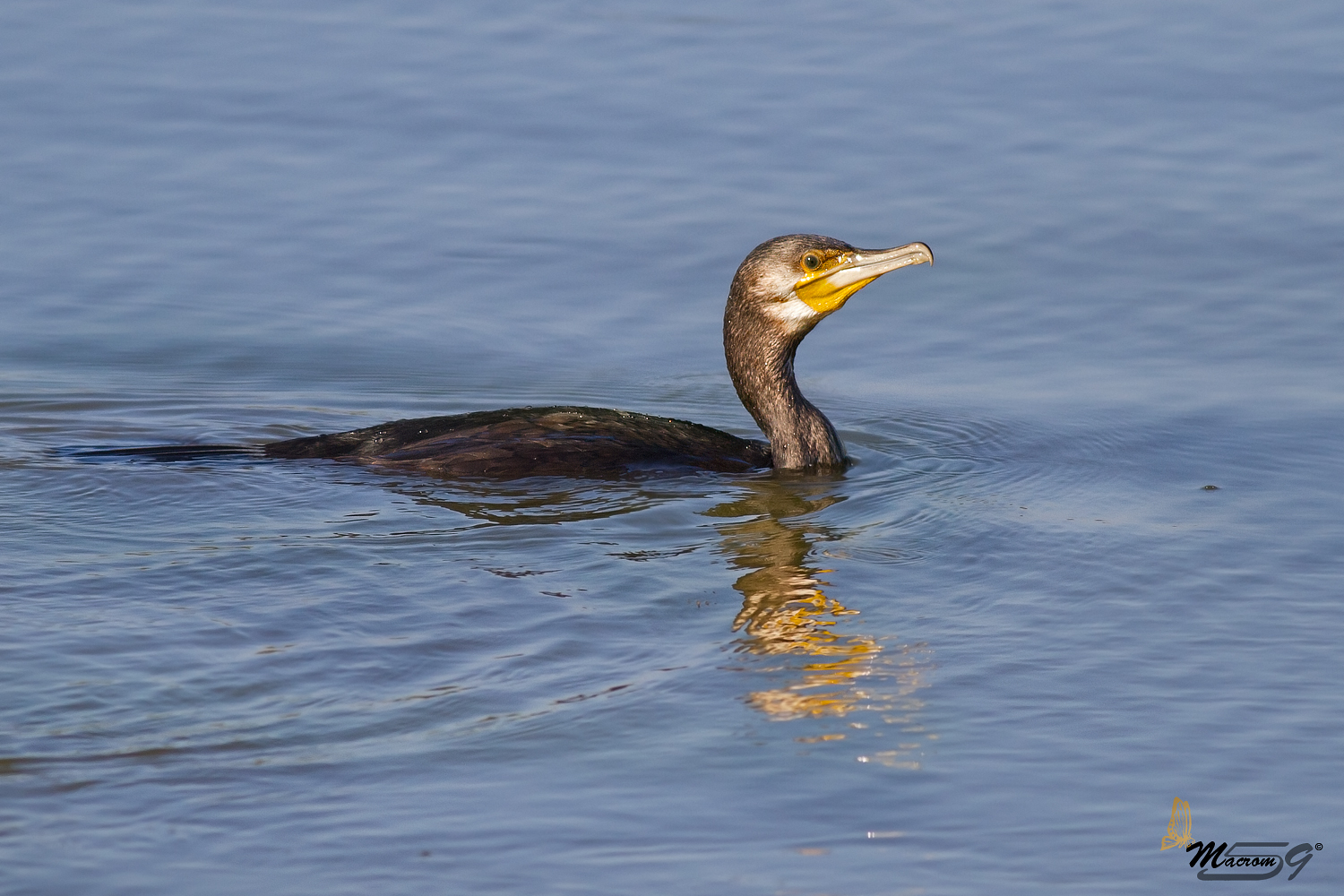 Cormorano