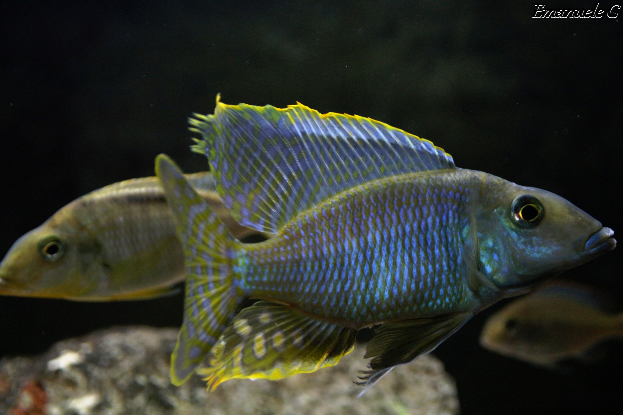 Taeniolethrinops furcicauda