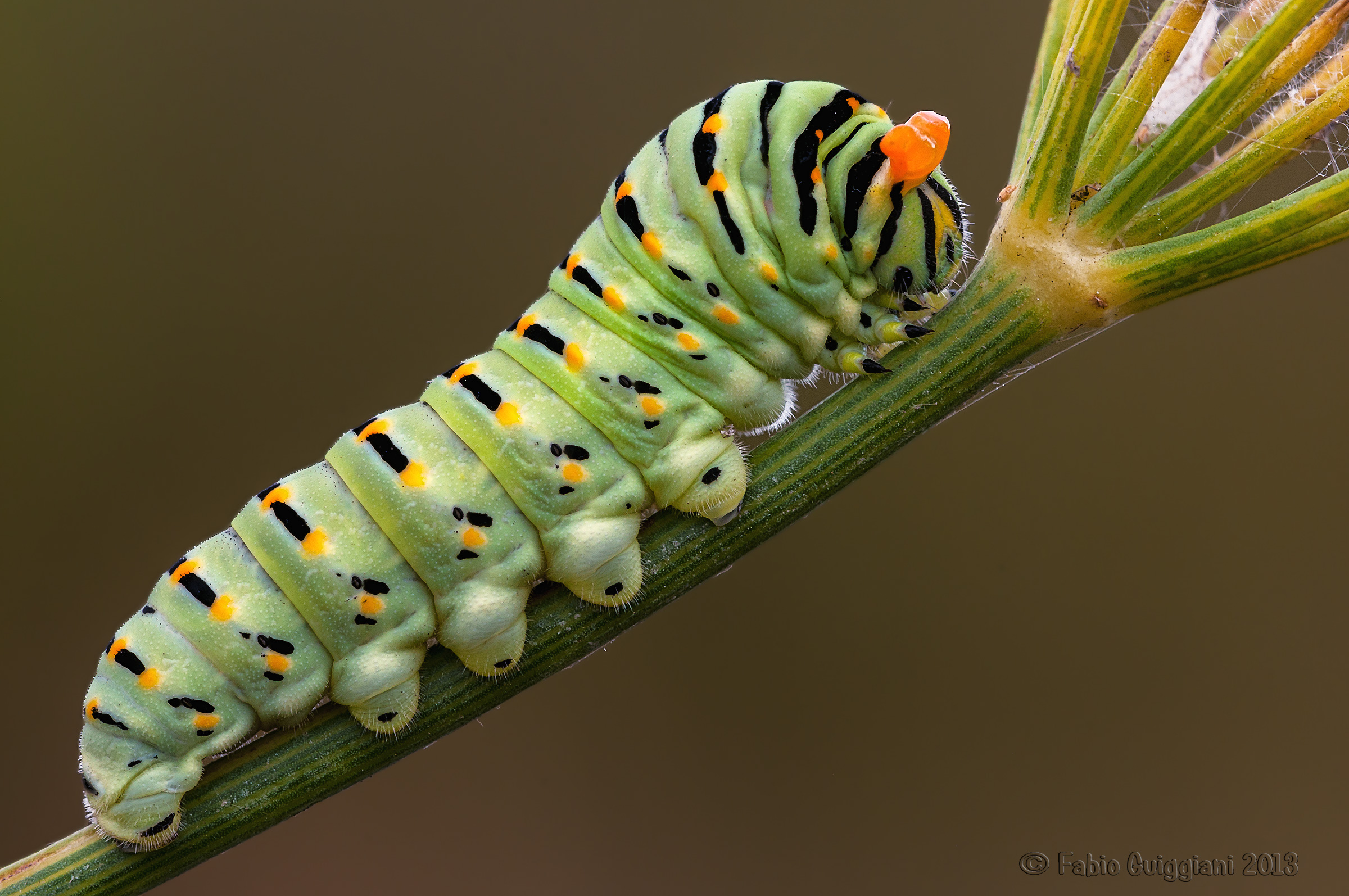 Caterpillar of Papilio macaon