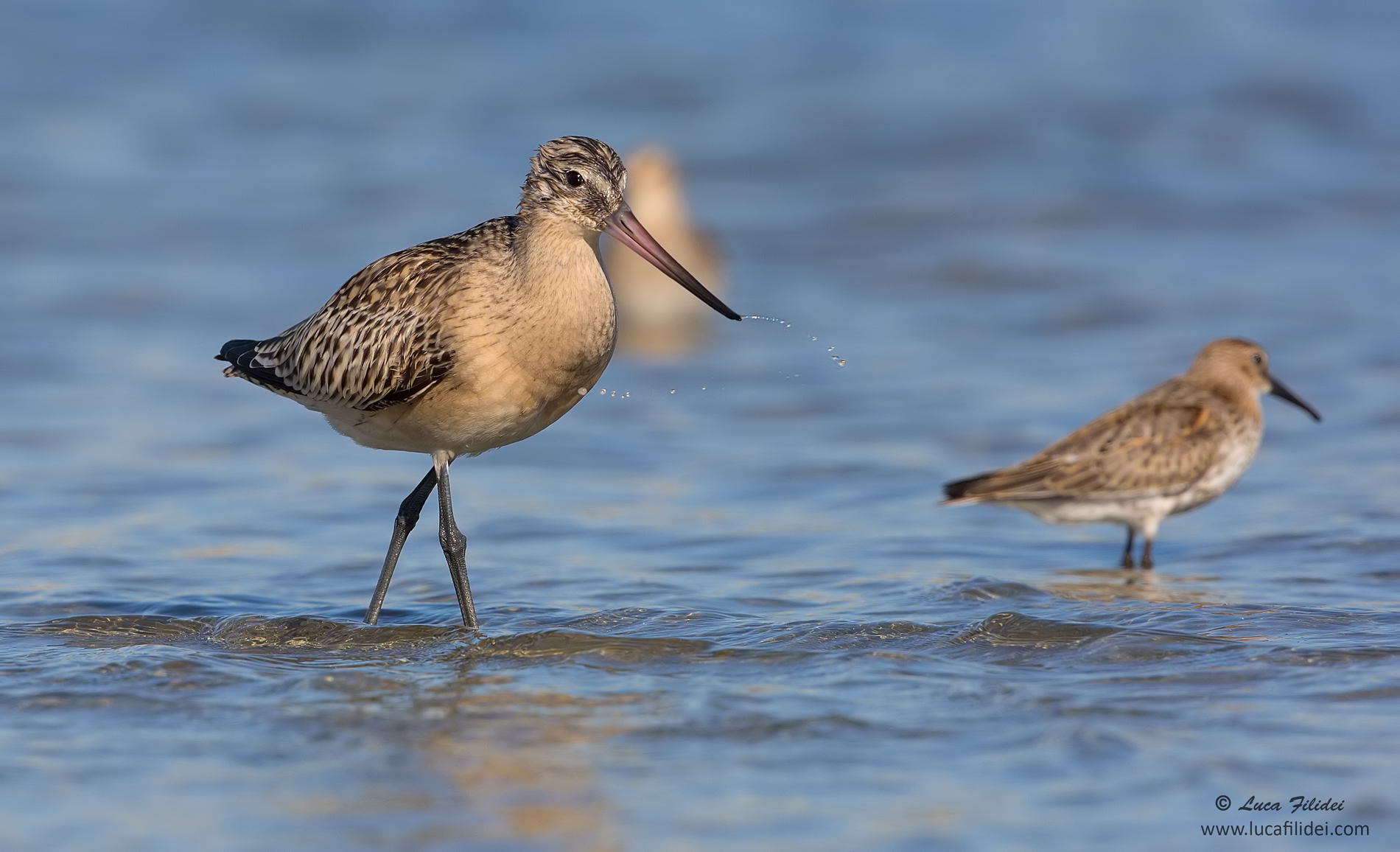 Bar-tailed Godwit