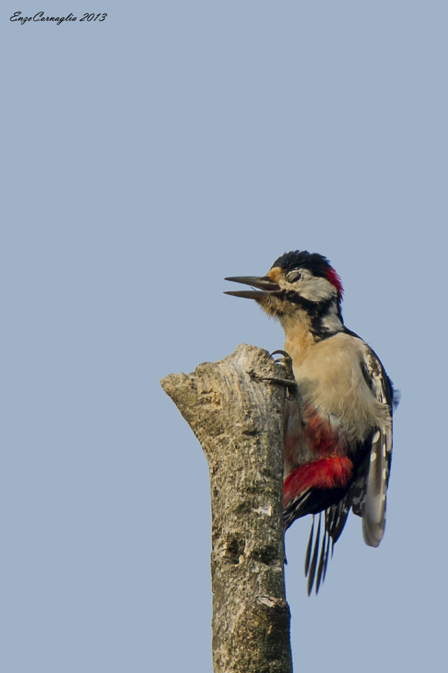 Picchio rosso maggiore