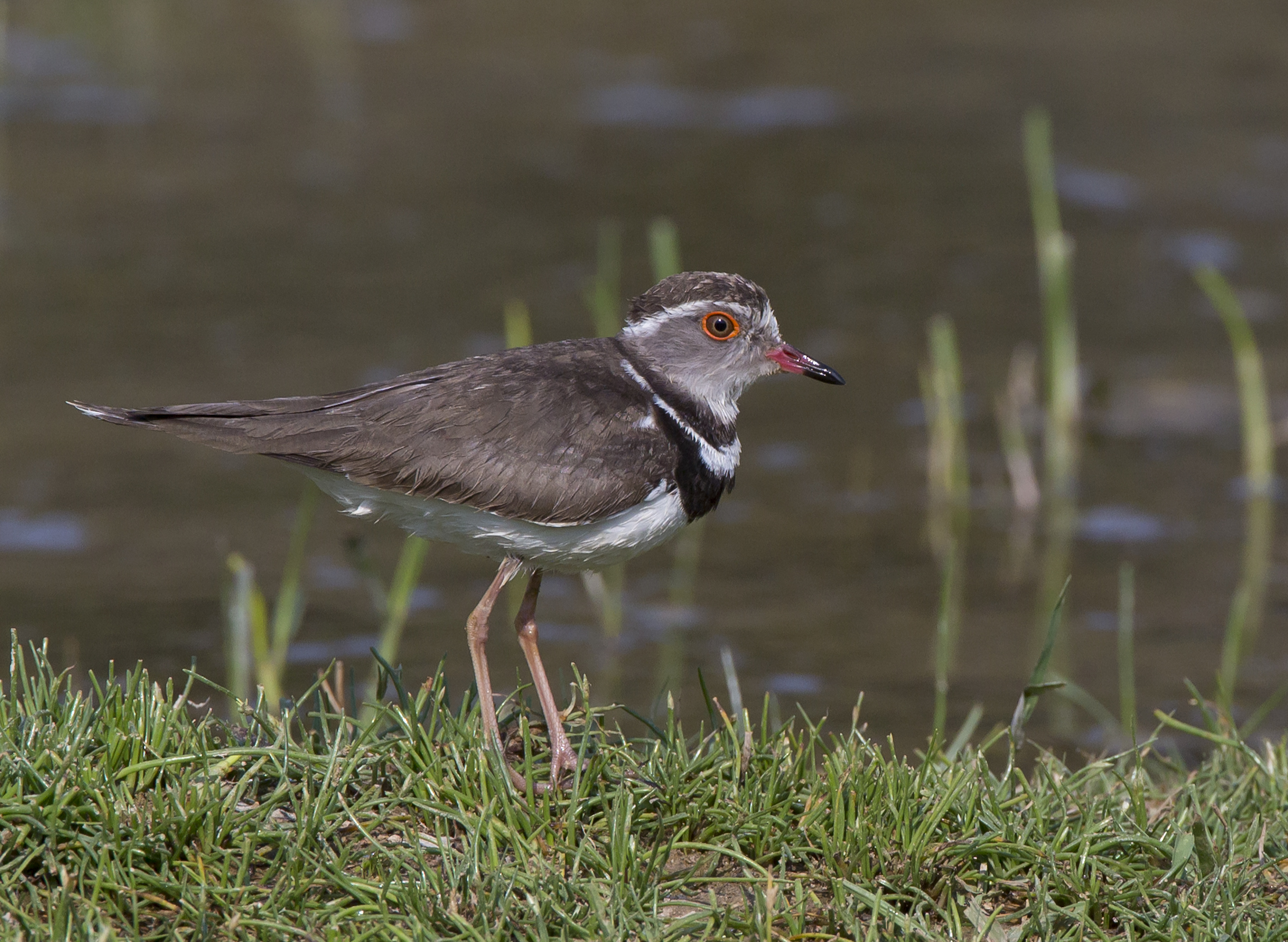 Corriere dalle tre bande