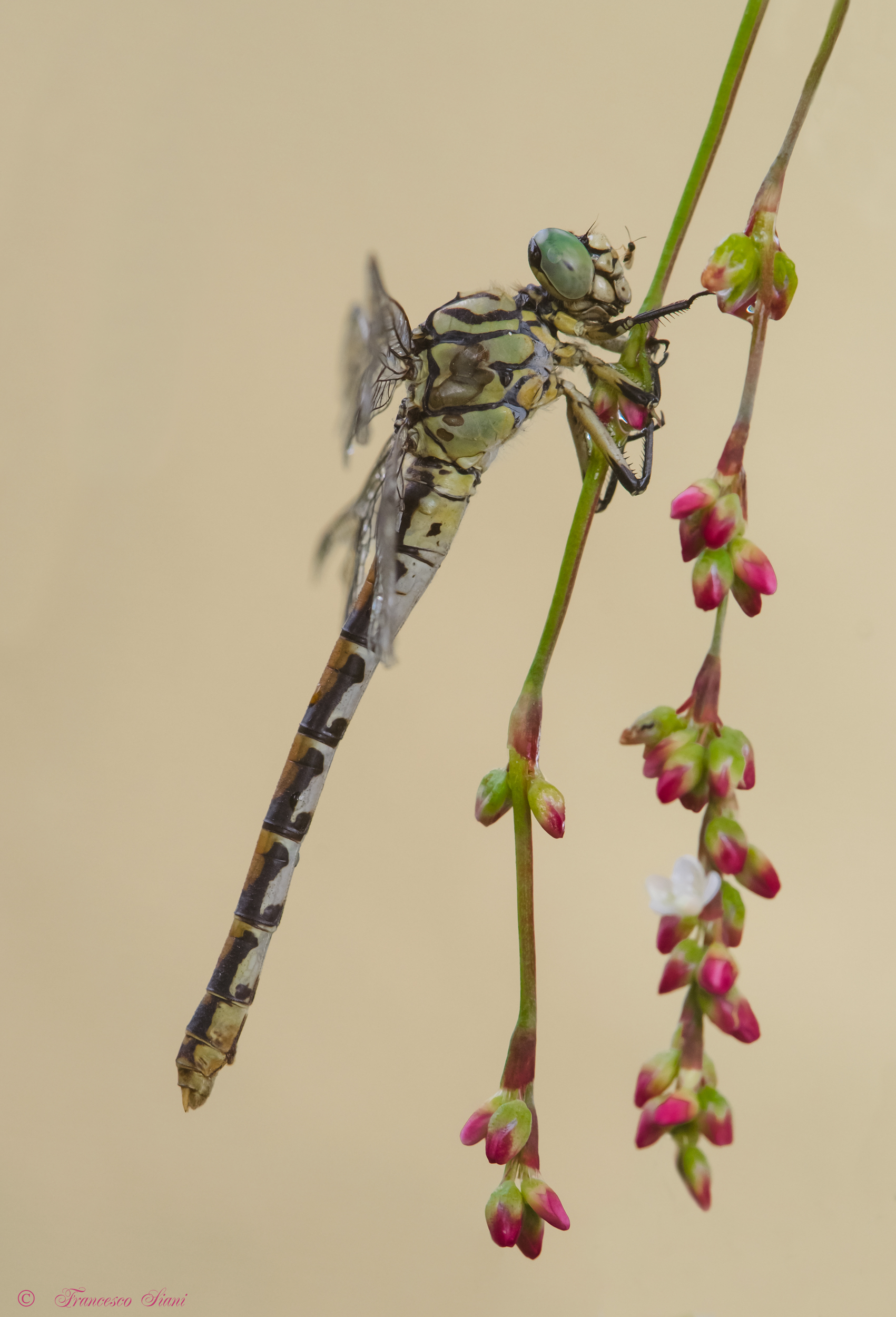 She and her little guest