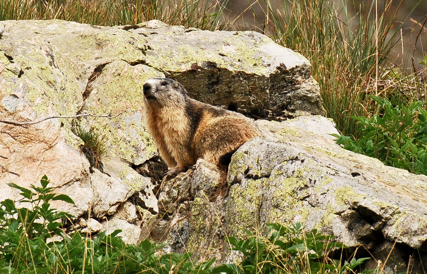 Marmotta Rifugio Migliorero