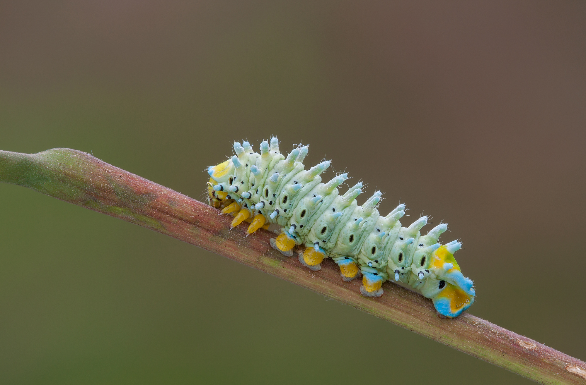 Bruco si Samia Cinthia