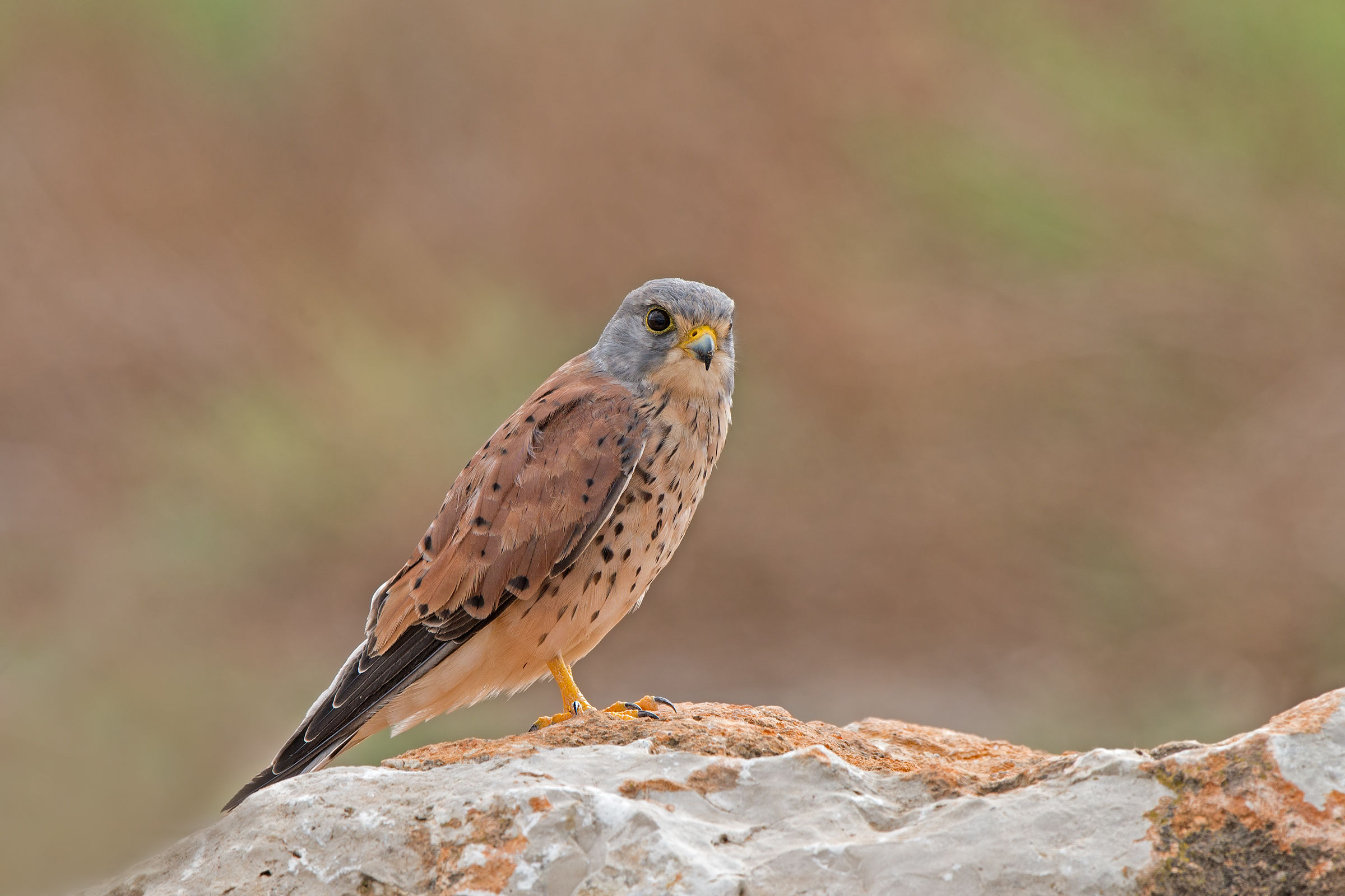 male kestrel