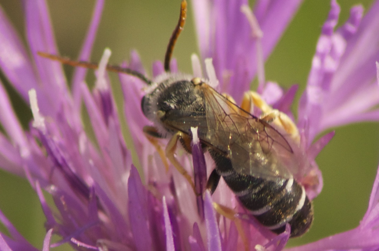 Giovanotto lasciami lavorare!