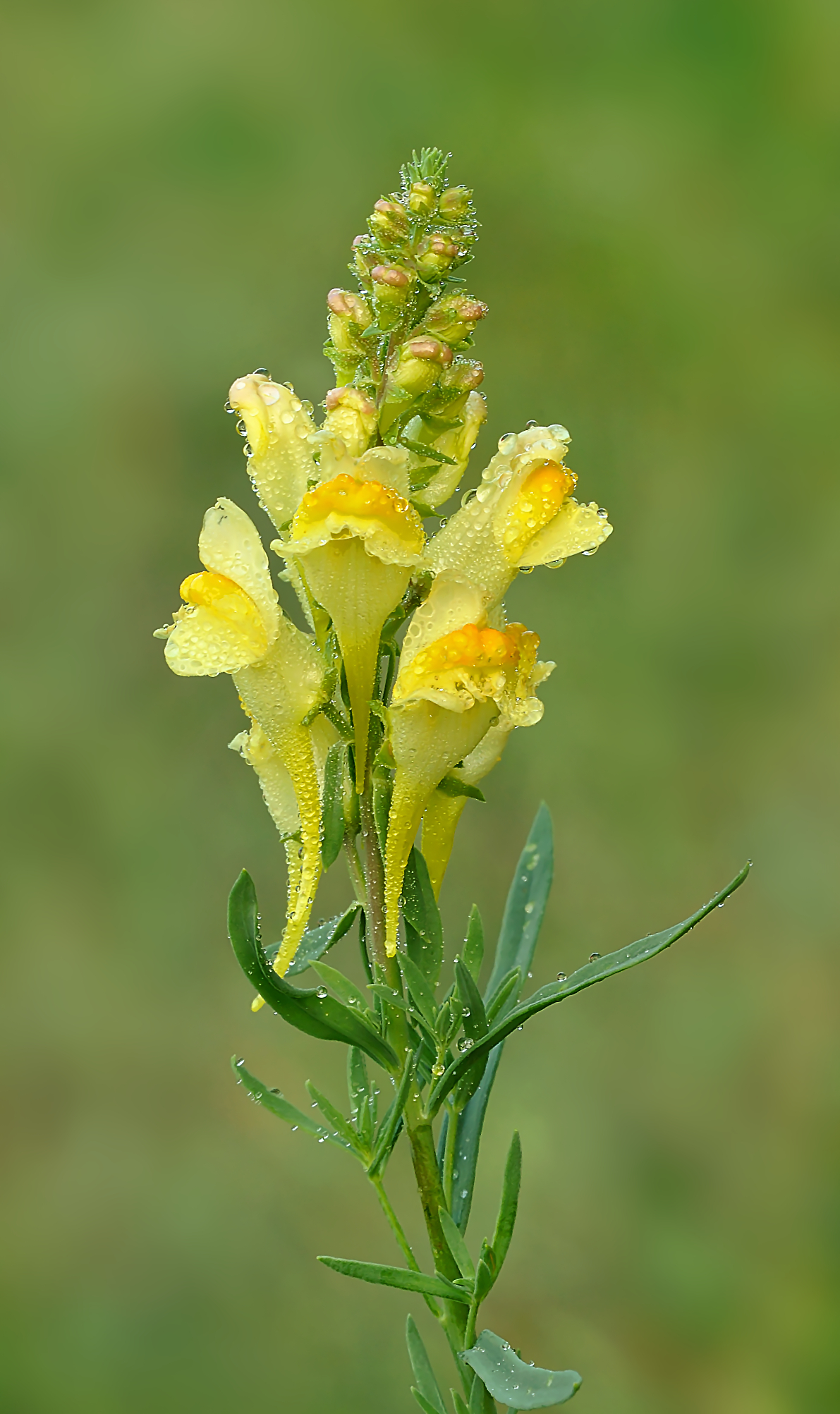 Baciato dalla Rugiada