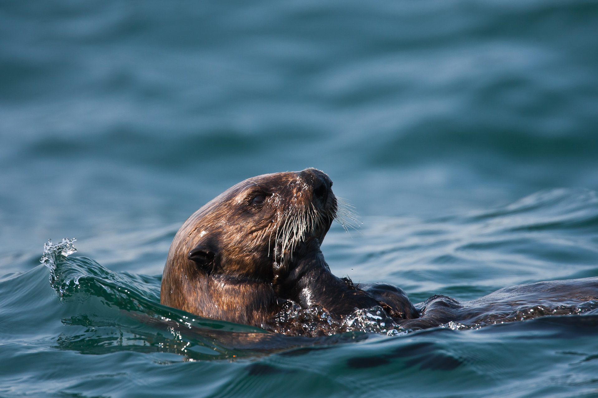 Sea Otter