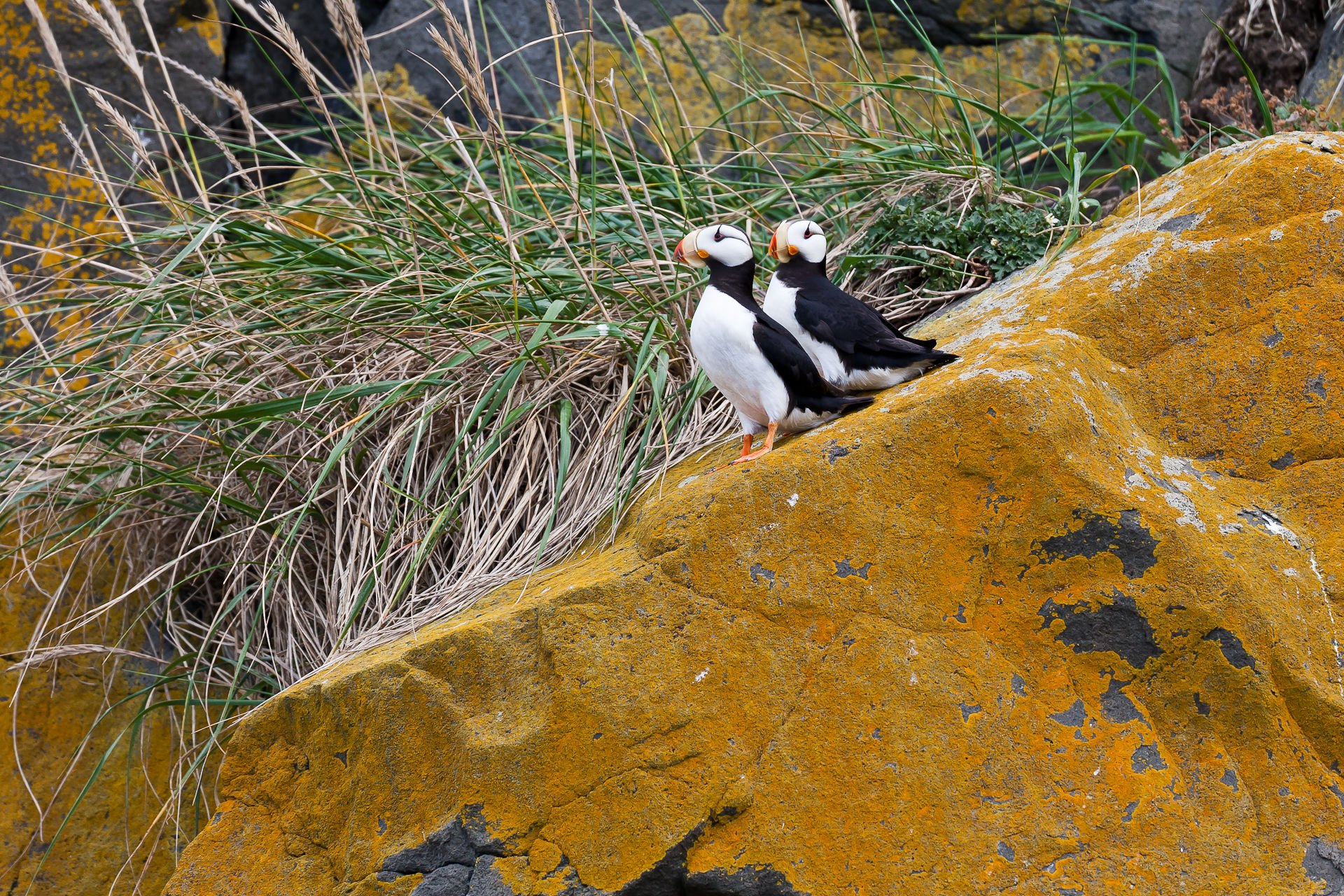 pulcinella di mare 2