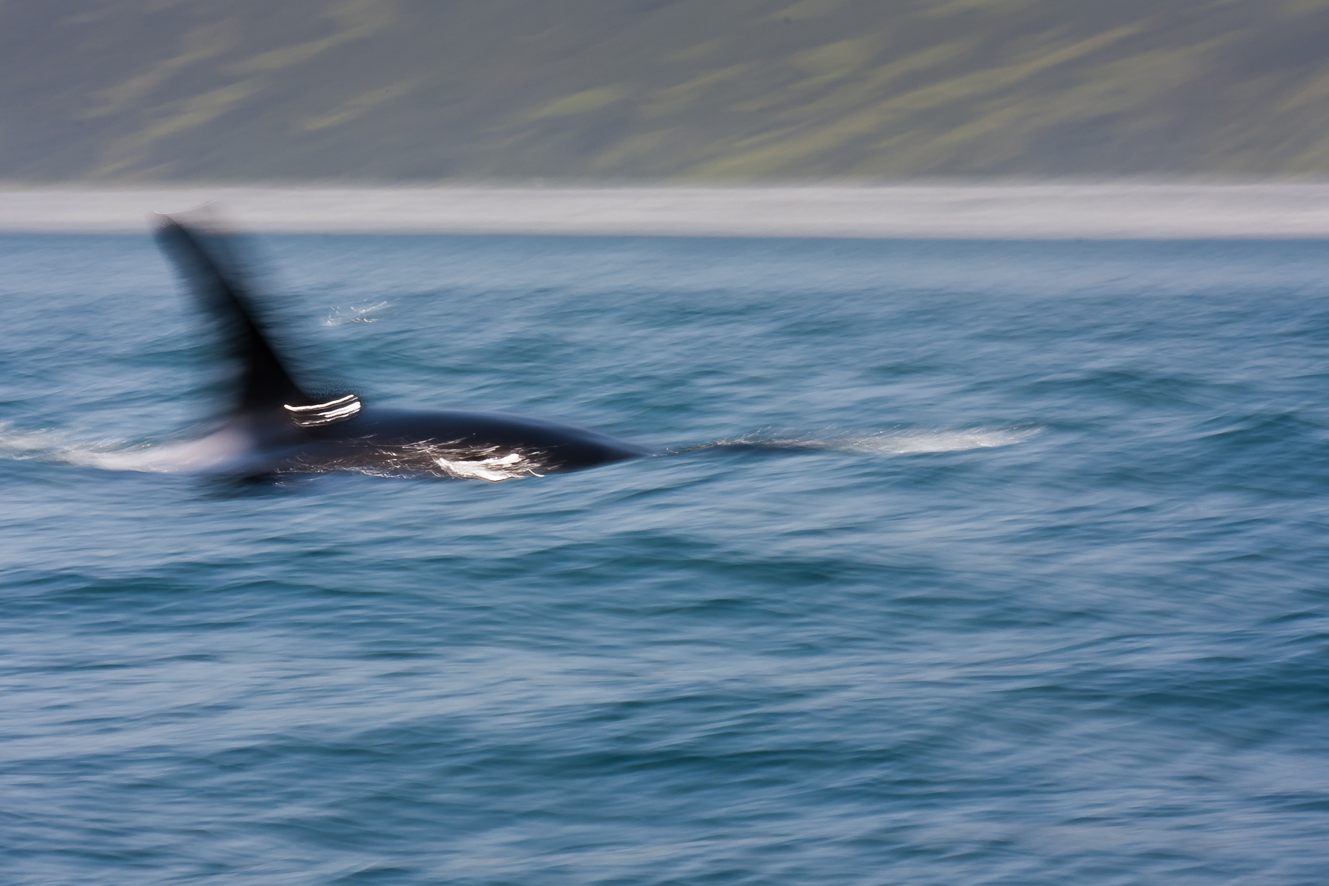 orca panning