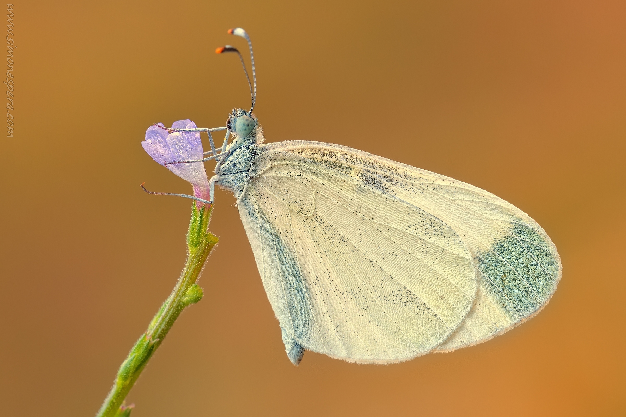 Leptidea sinapis....