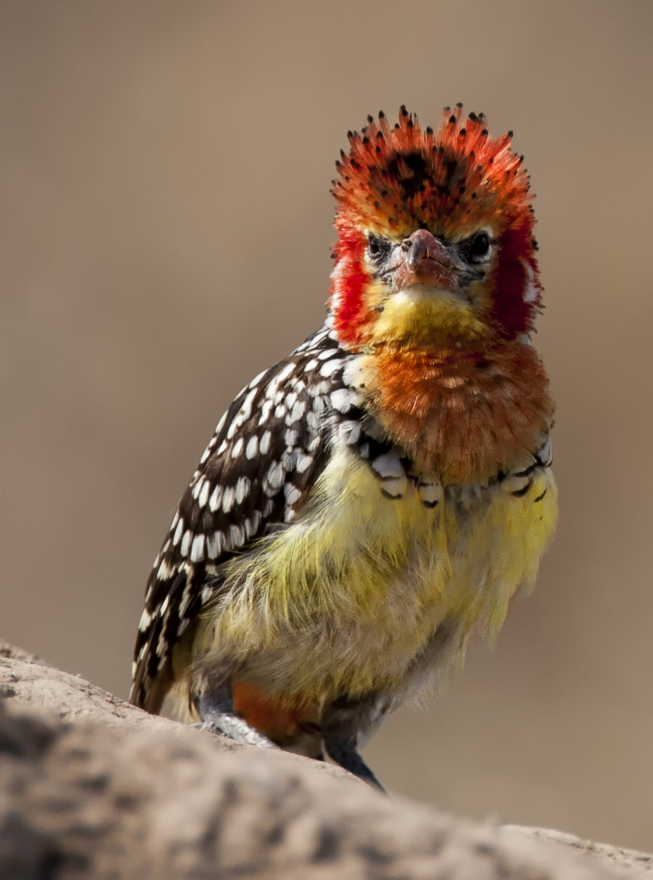 Barbet