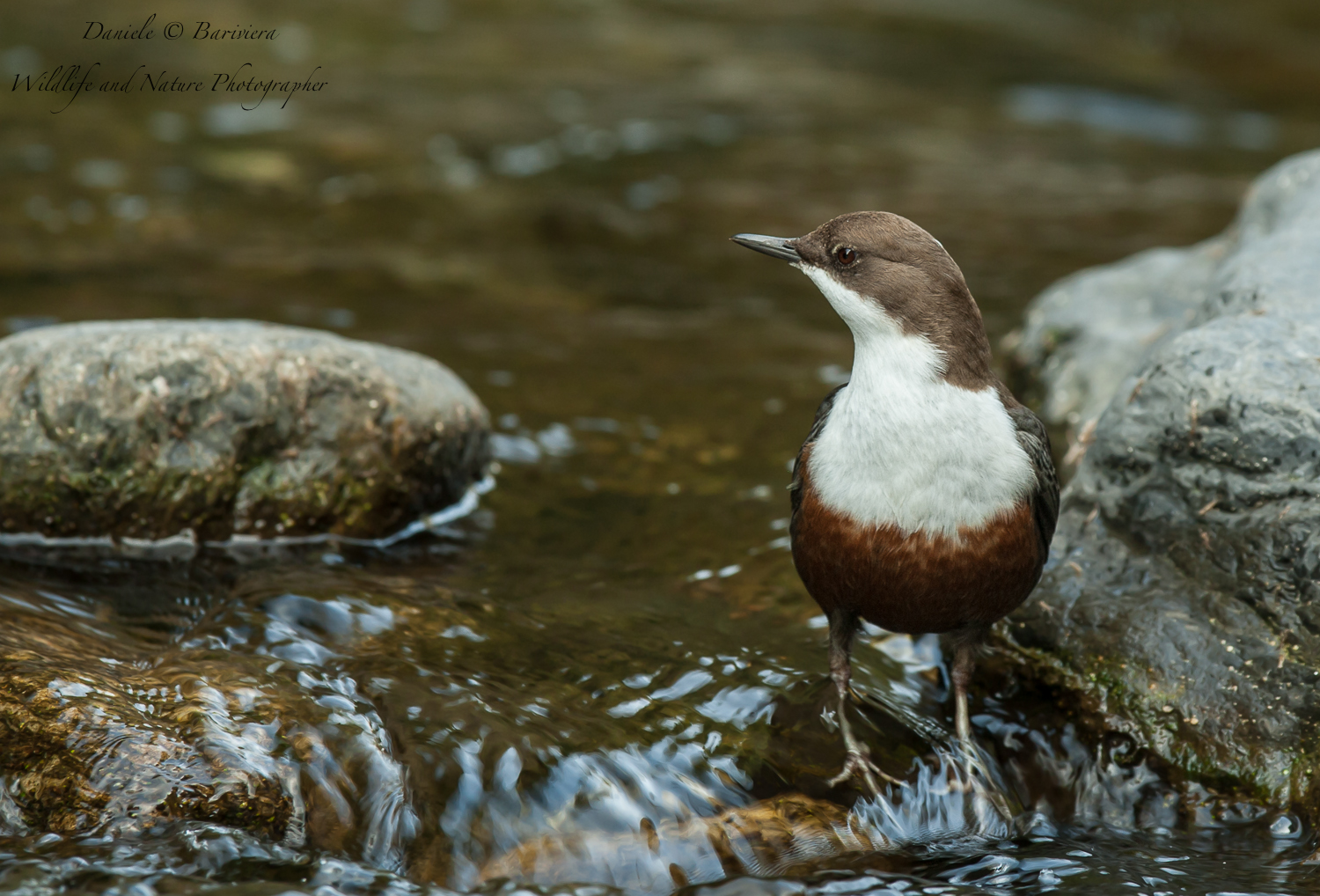 merlo acquaiolo impettito