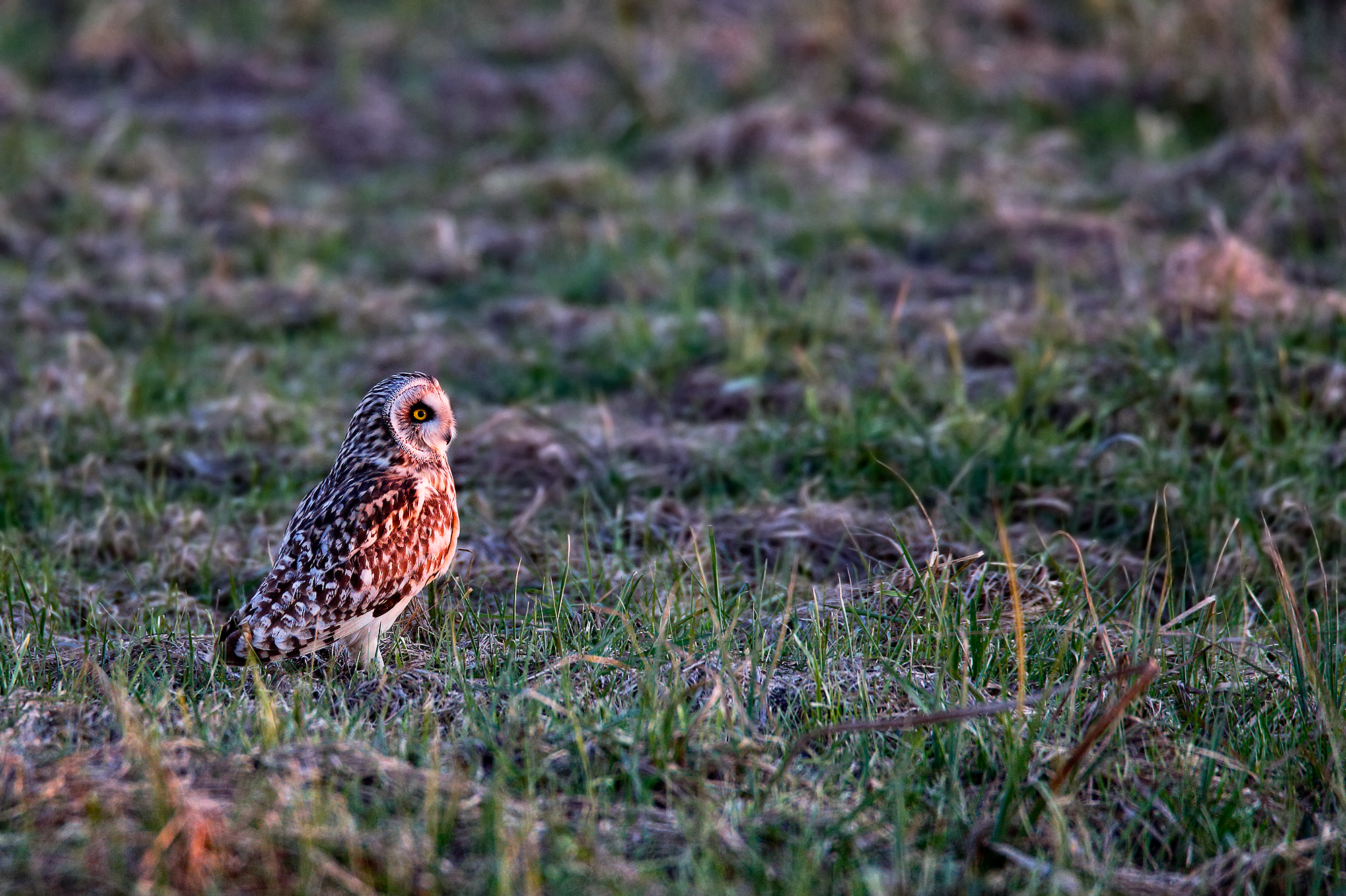 Gufo di  Palude al tramonto...