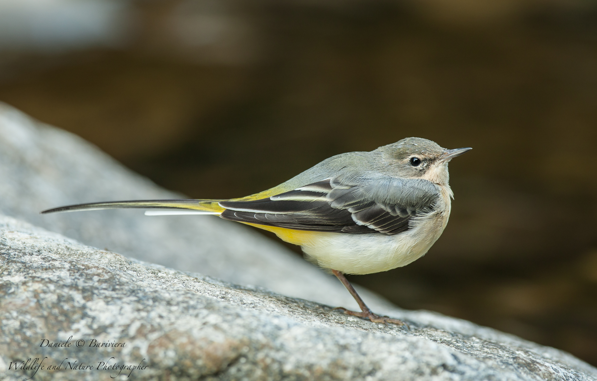 Grey Wagtail