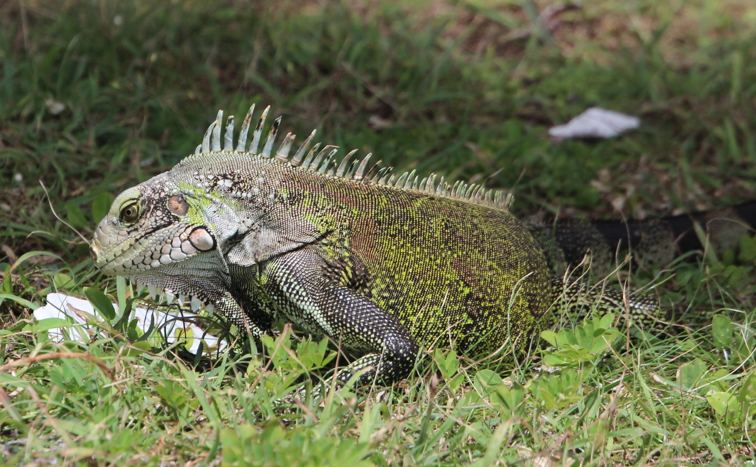 Iguana