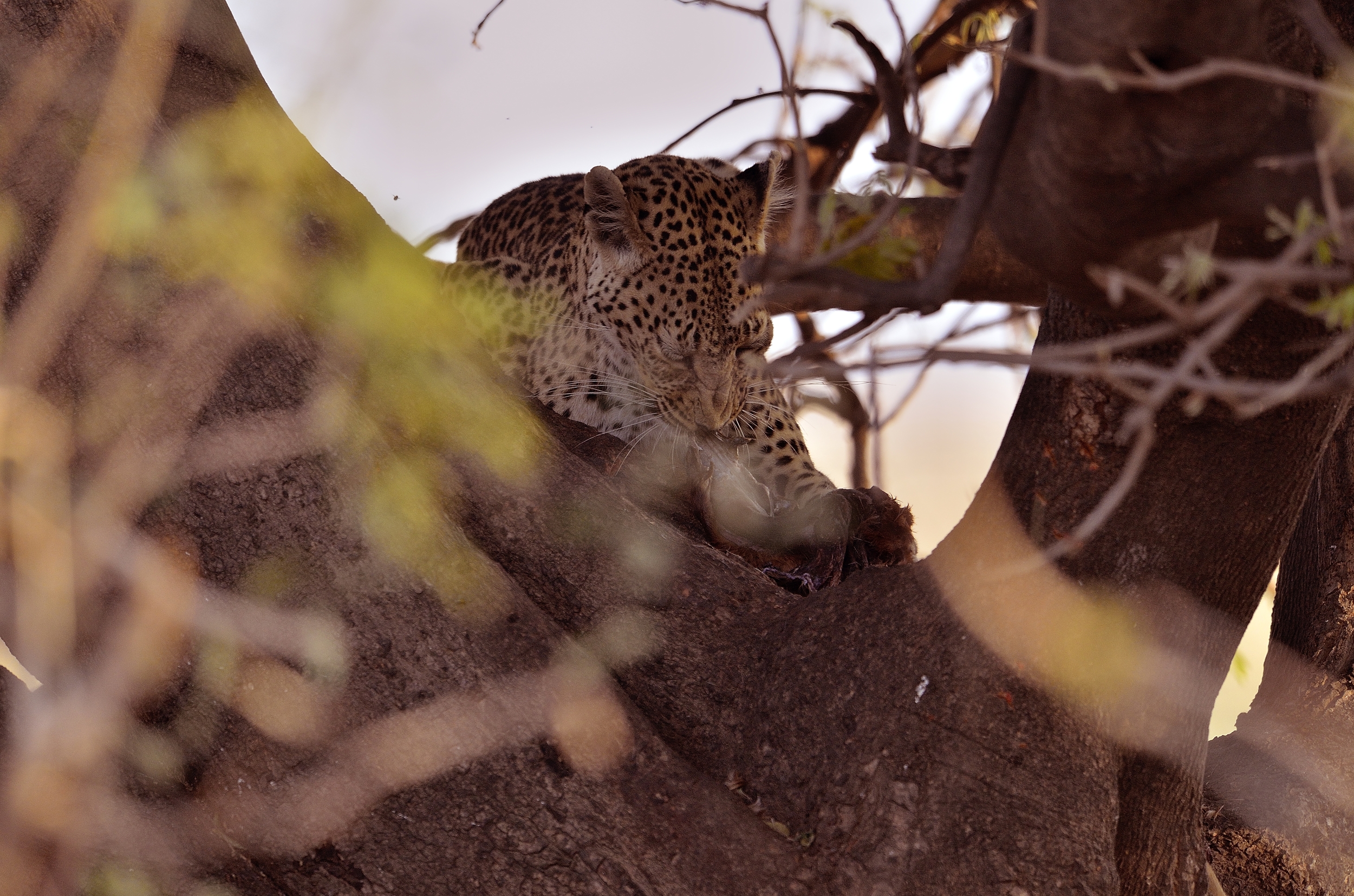 leopardo che mangia la preda