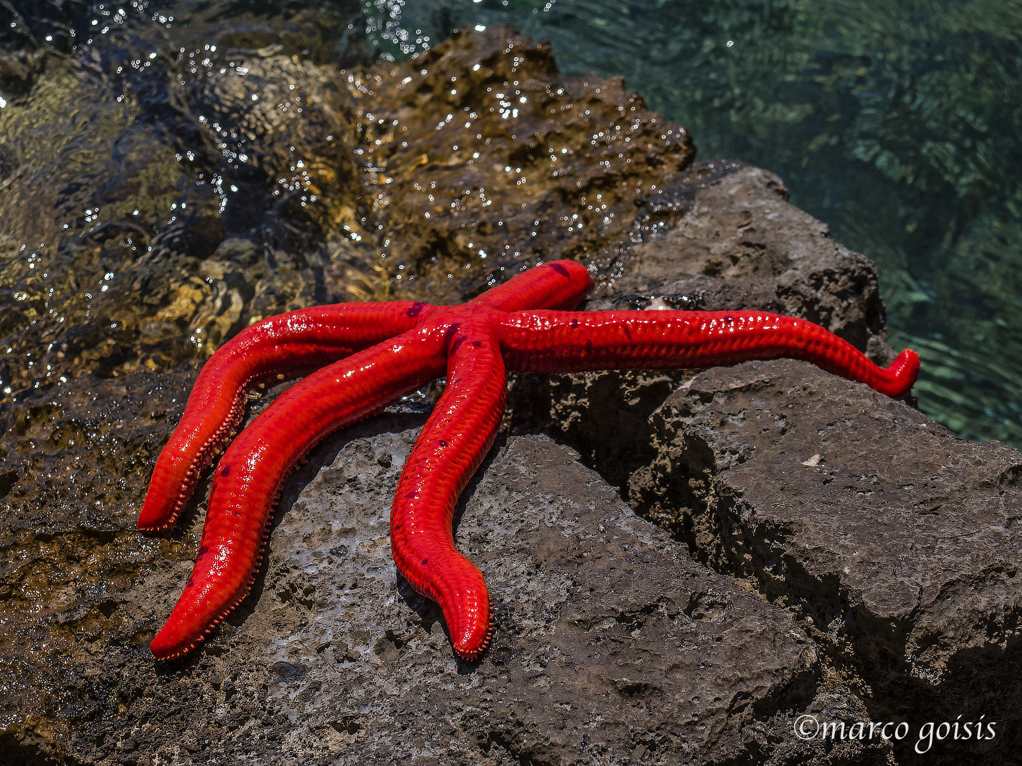 Stella marina (Korcula - Croazia)