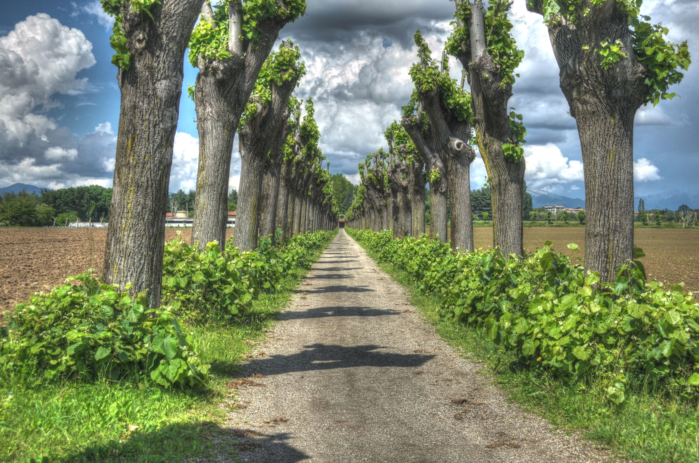 Gelsi - mulberry trees
