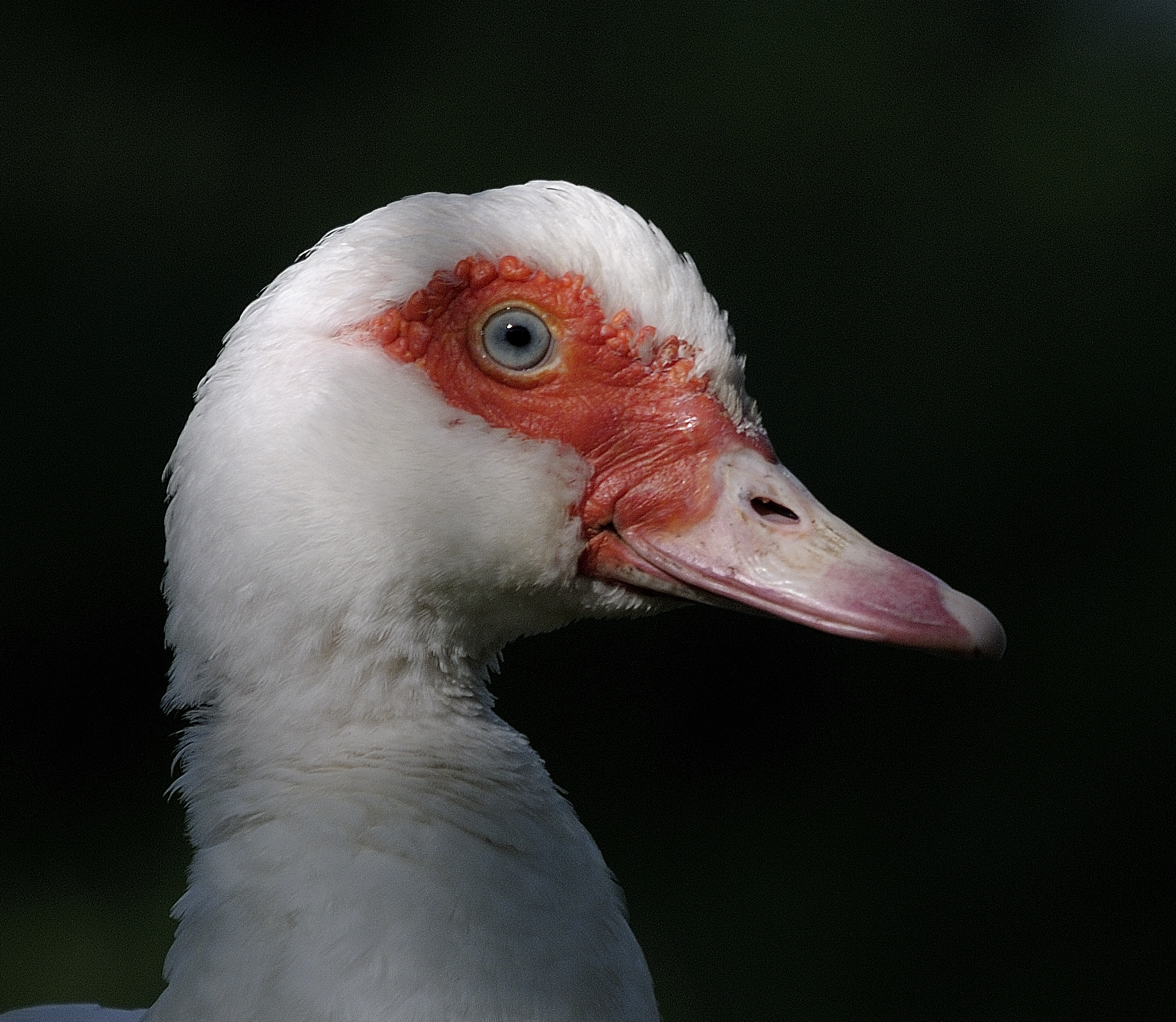 my friend Priscilla ....