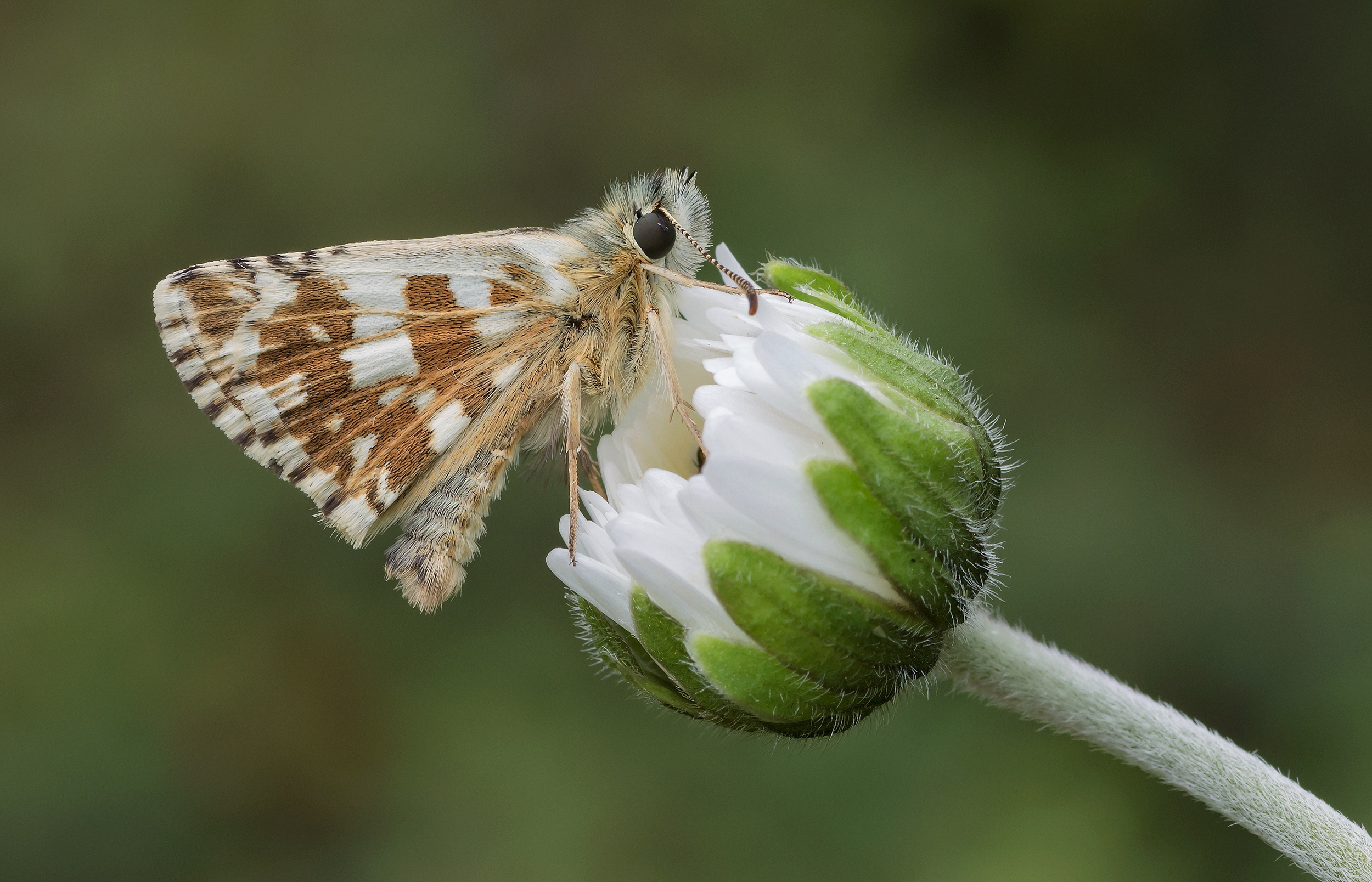 Pirgus su fiore bianco...