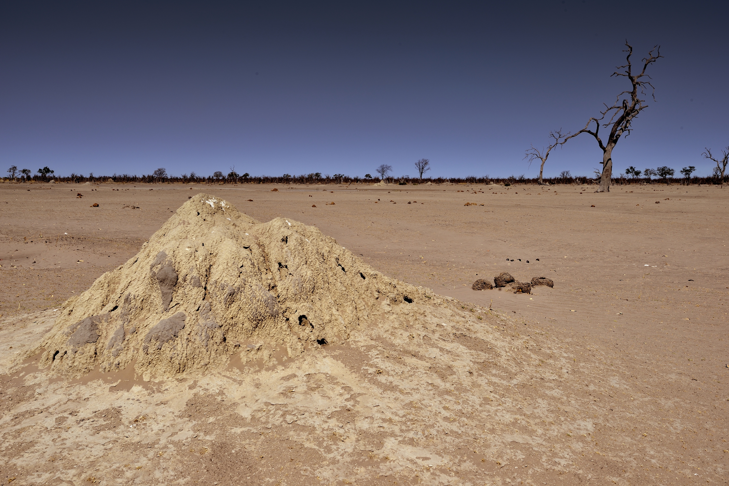 termitaio nel deserto
