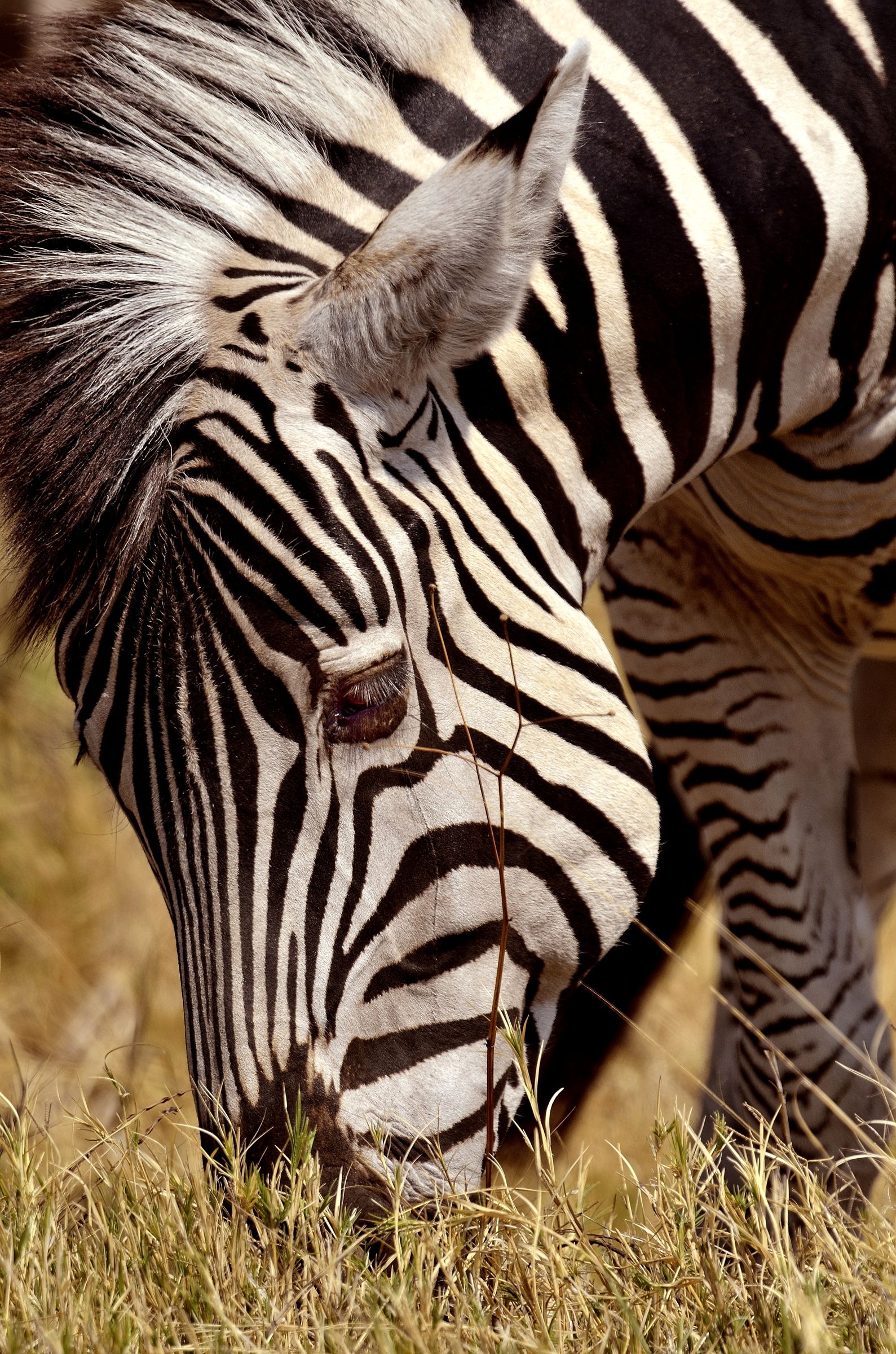 zebra