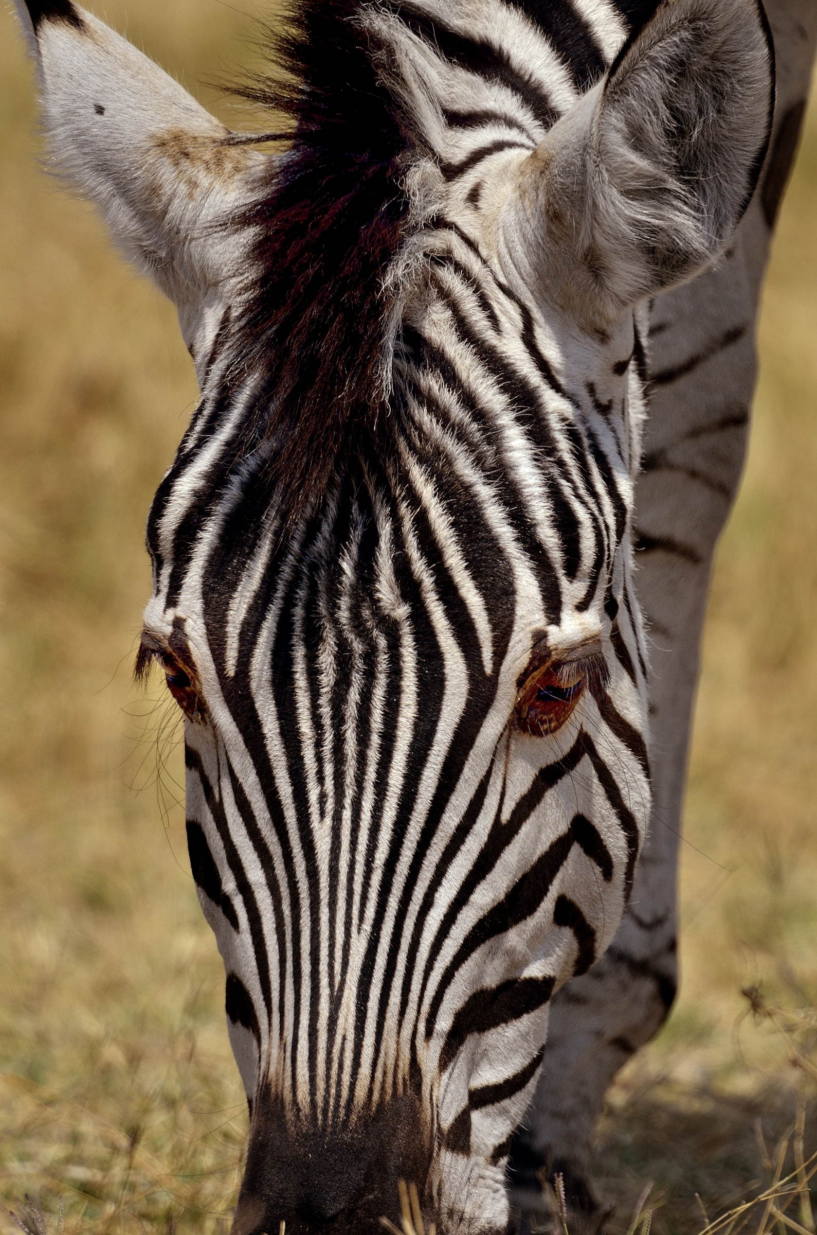 zebra