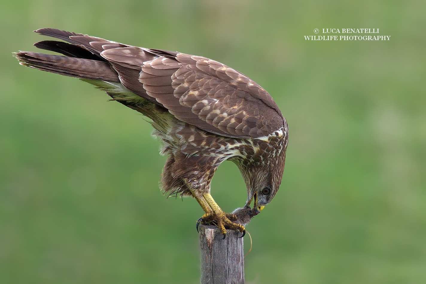 Buzzard with prey