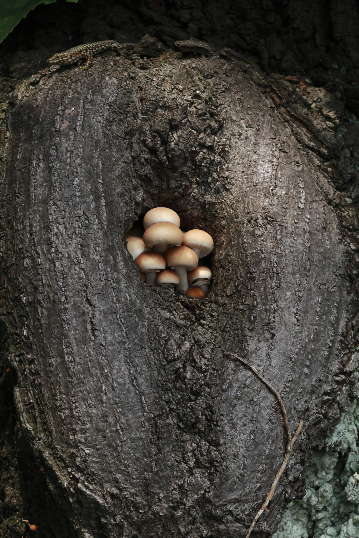 These fungi iooo I take care of them!!