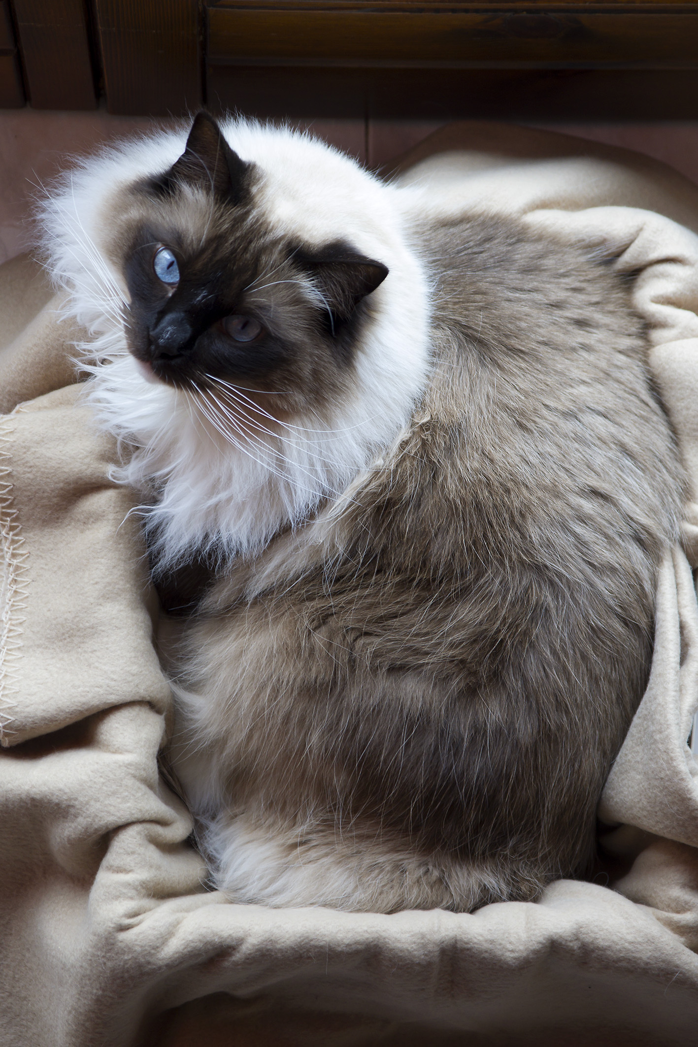 Mac (RagDoll)