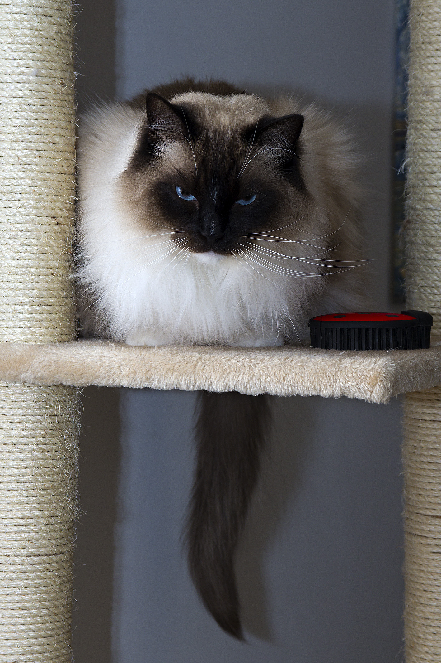 Mac (RagDoll)