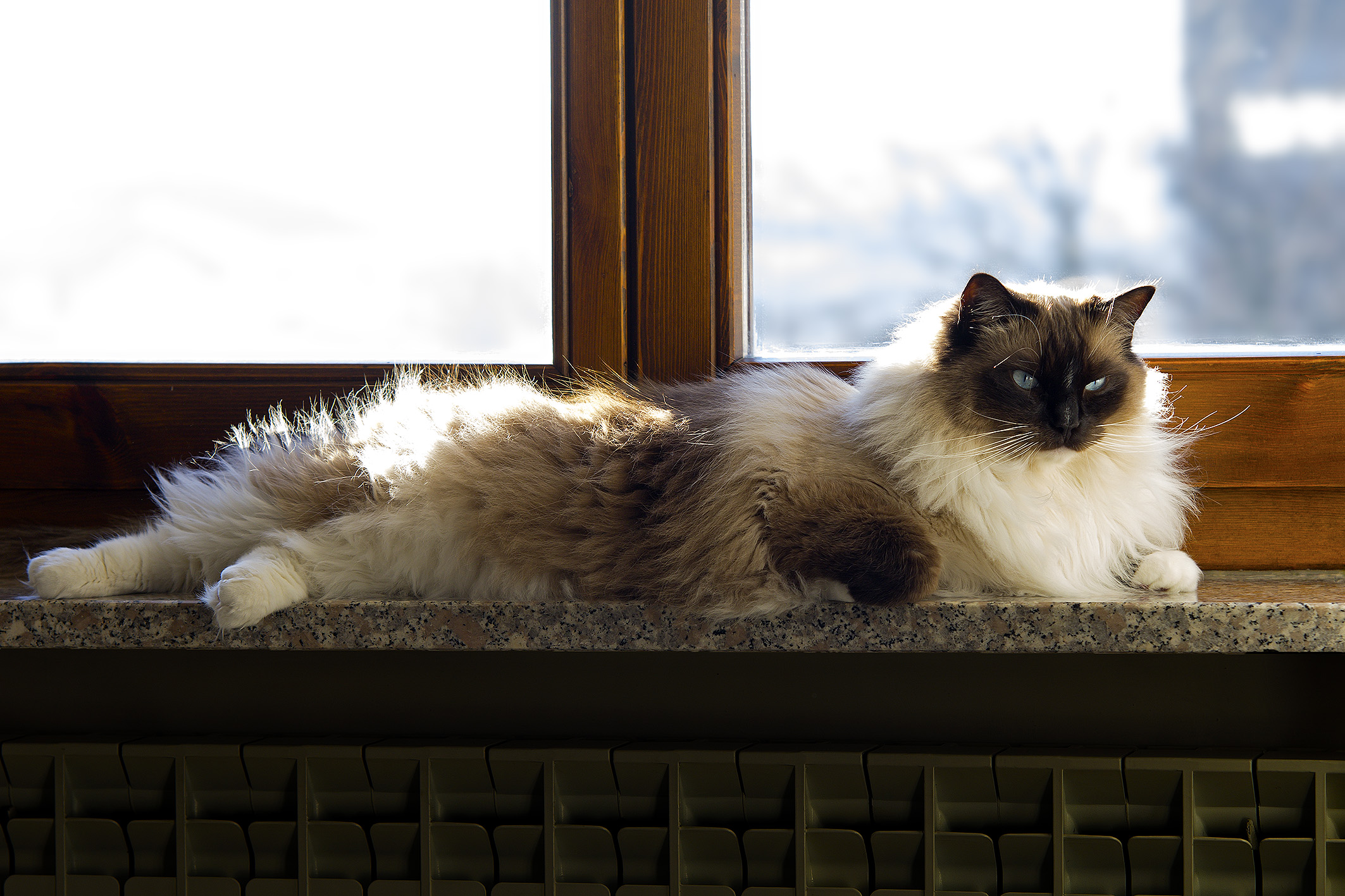 Mac (RagDoll)