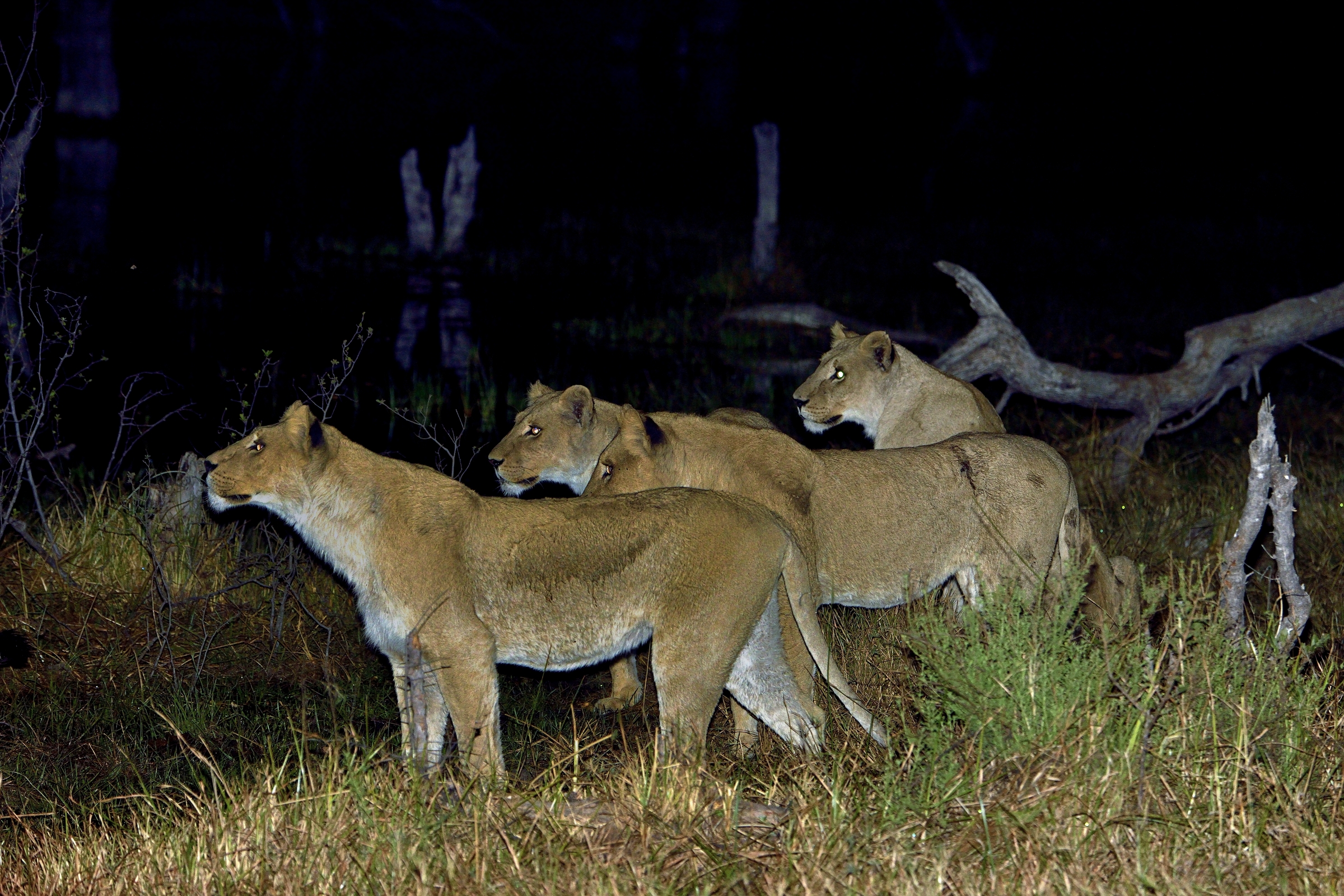 leonesse nella notte