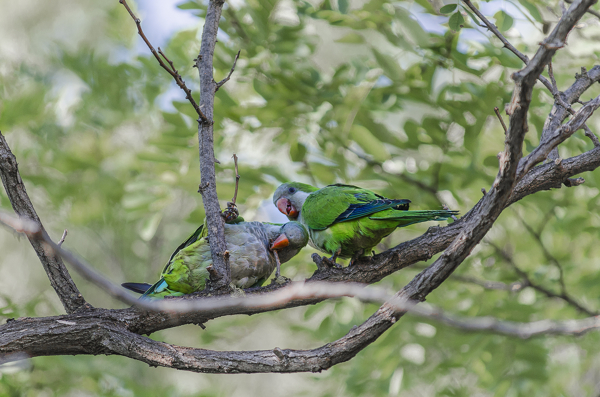 Guarda come sono forte! Parrocchetto monaco