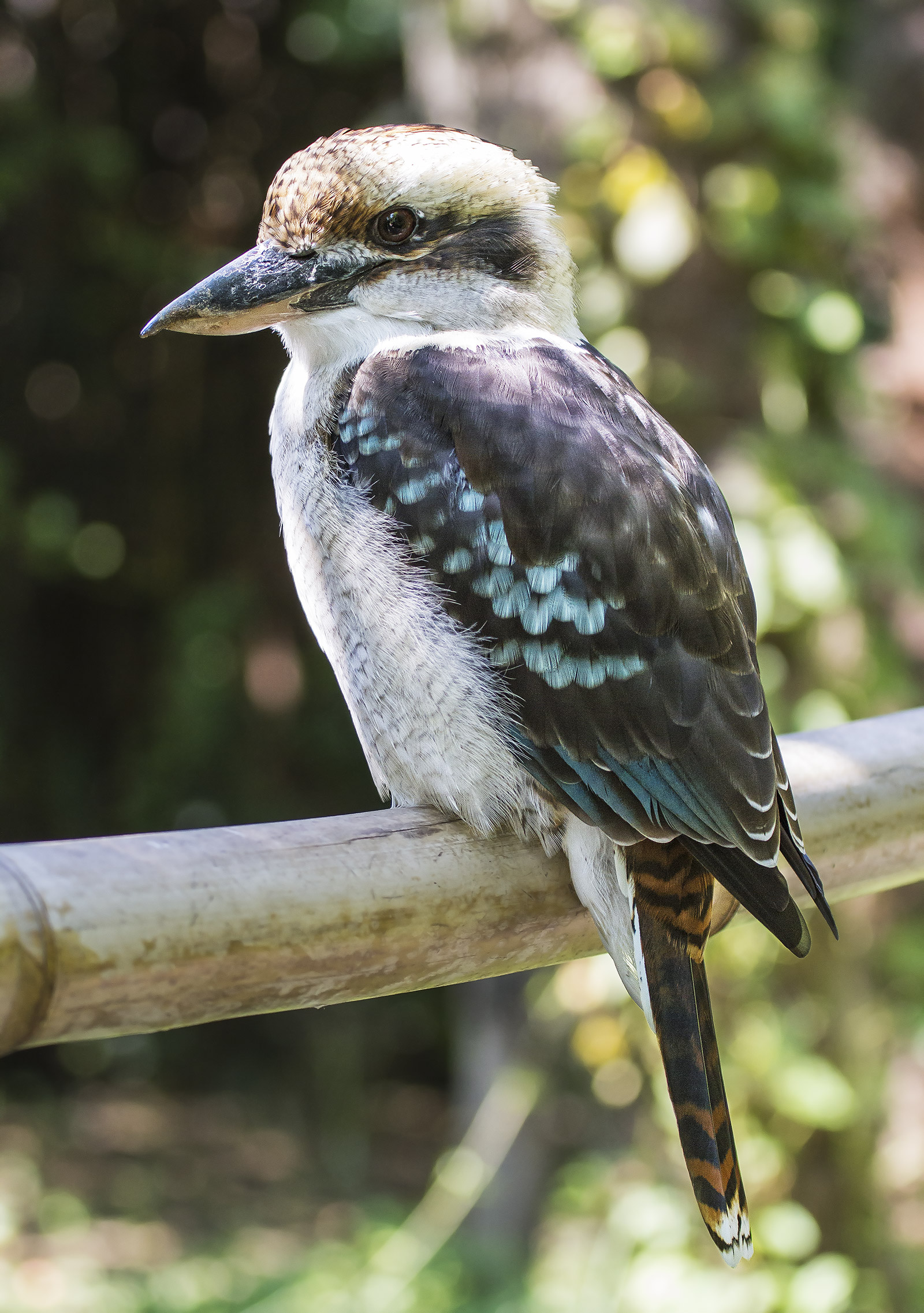 Martin Pescatore Australiano - Kookaburra