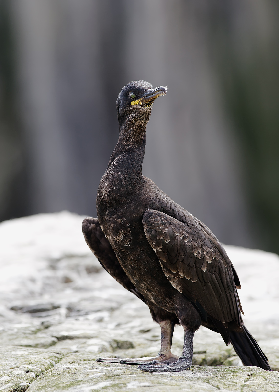 Cormorano