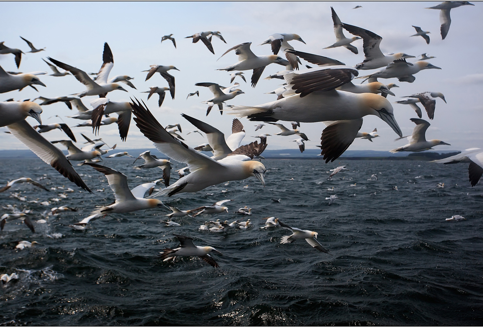 Gannets of Bass Rock