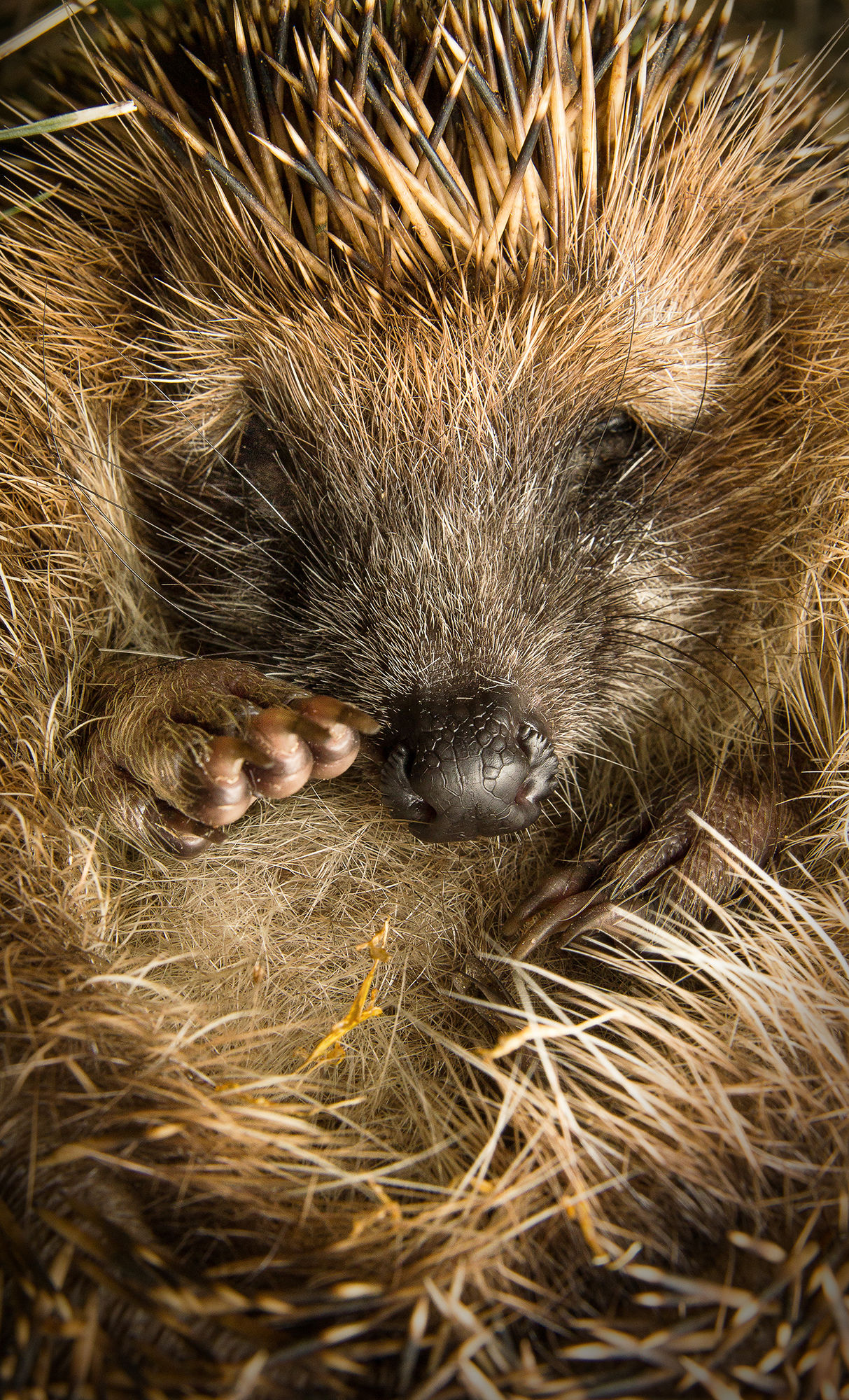 Buon mattino! Riccio