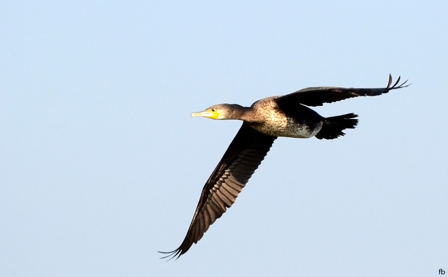 il cormorano
