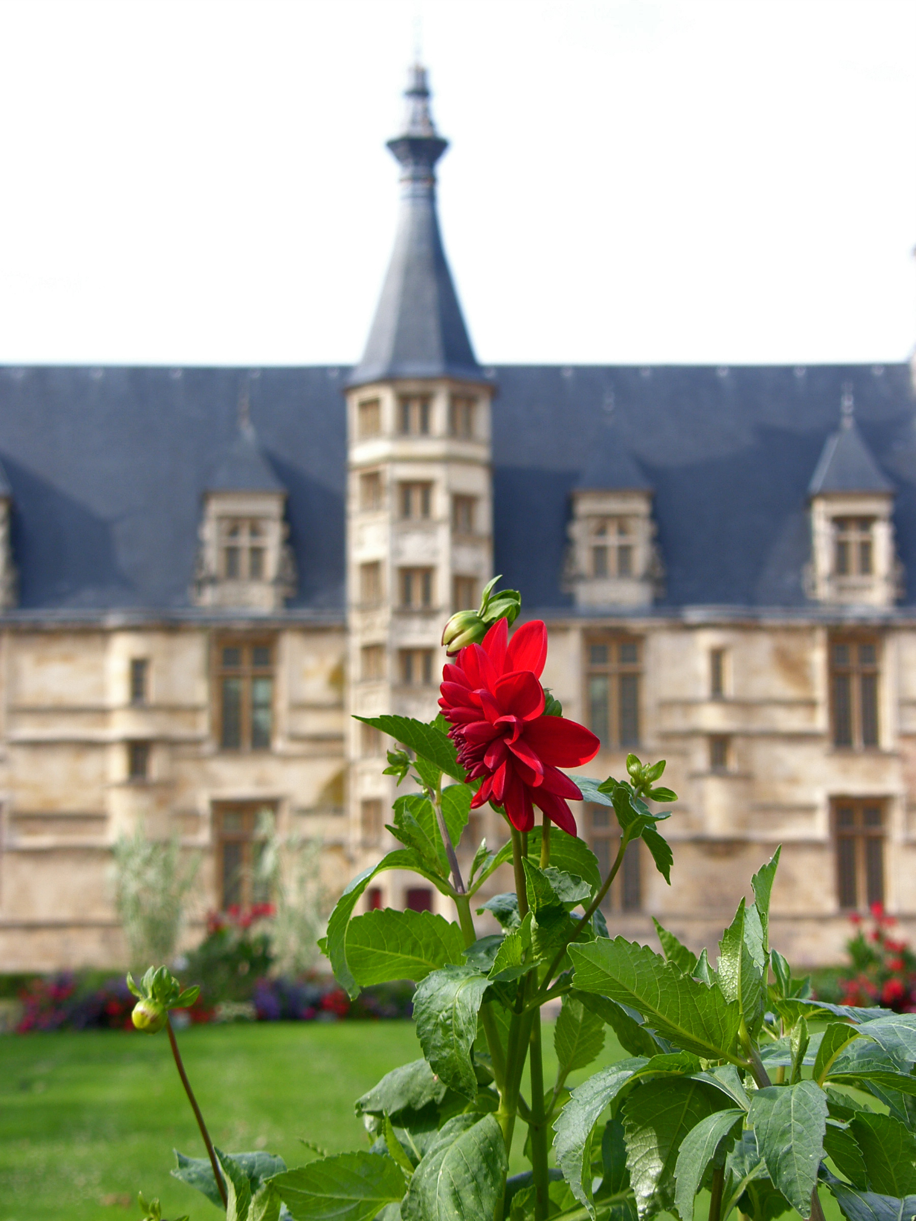 Fiore e castello -Borgogna