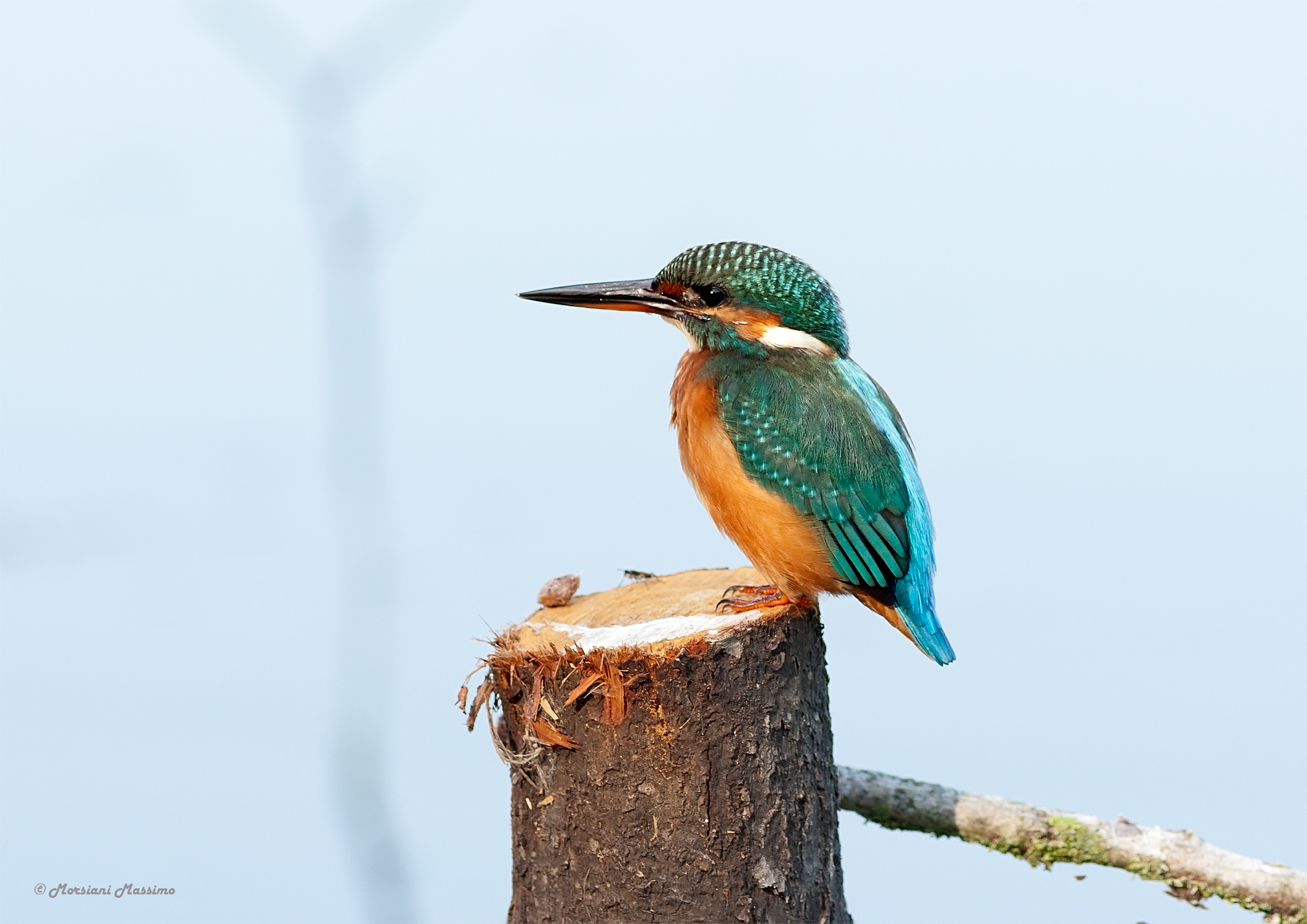Kingfisher