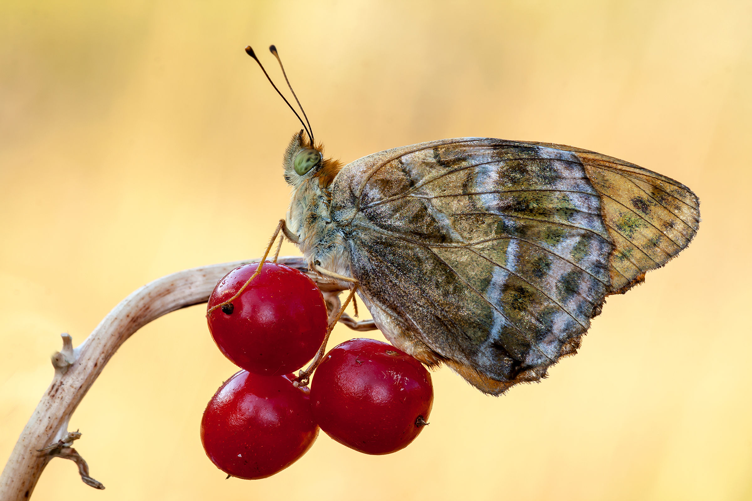 Argynnis Pandora