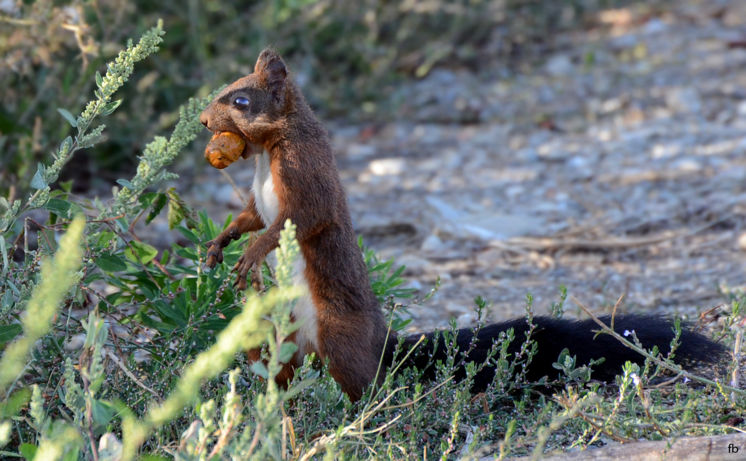 scoiattolo con bacca